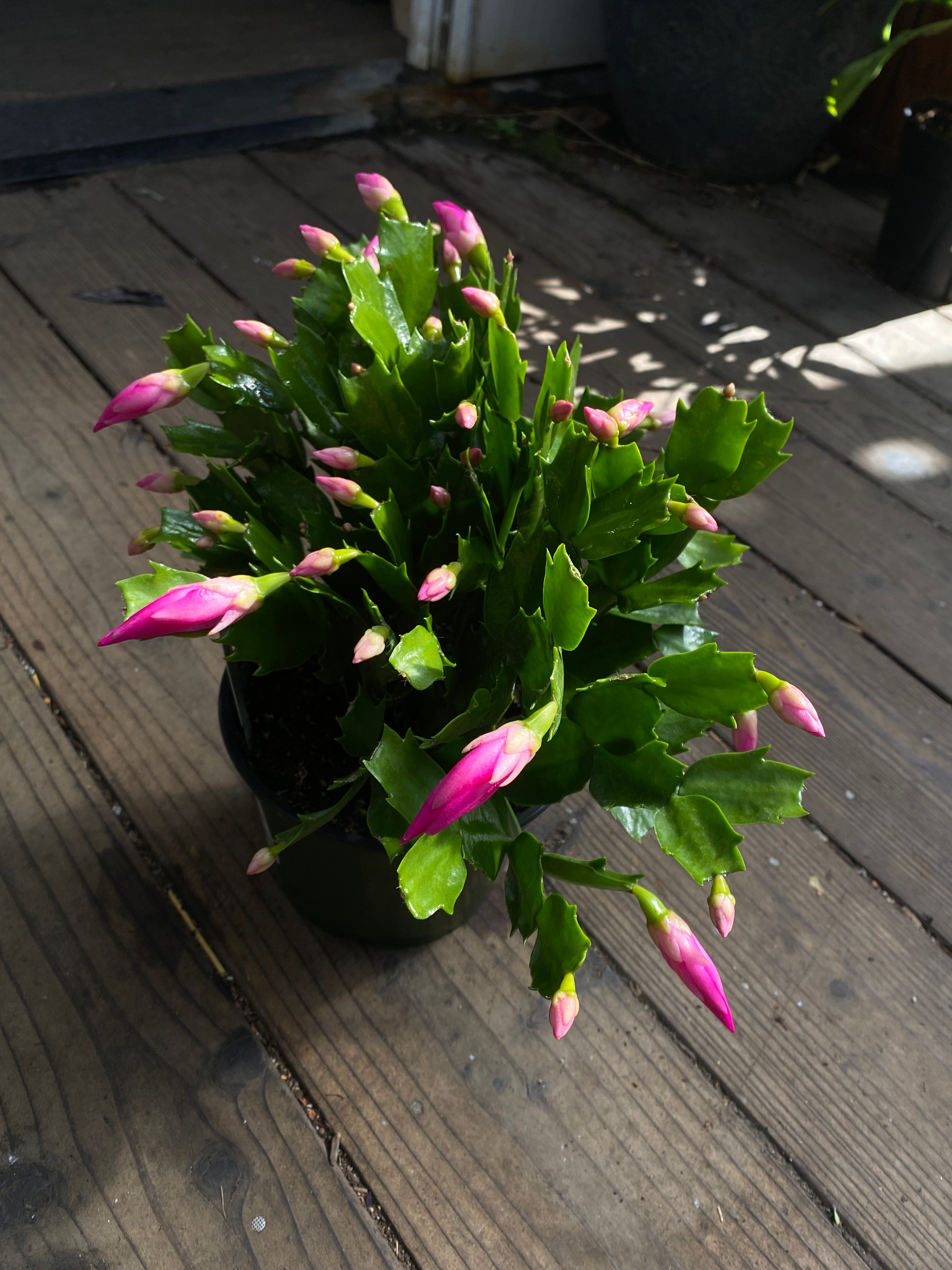 Schlumbergera gaertneri (Rhipsalidopsis gaertneri)