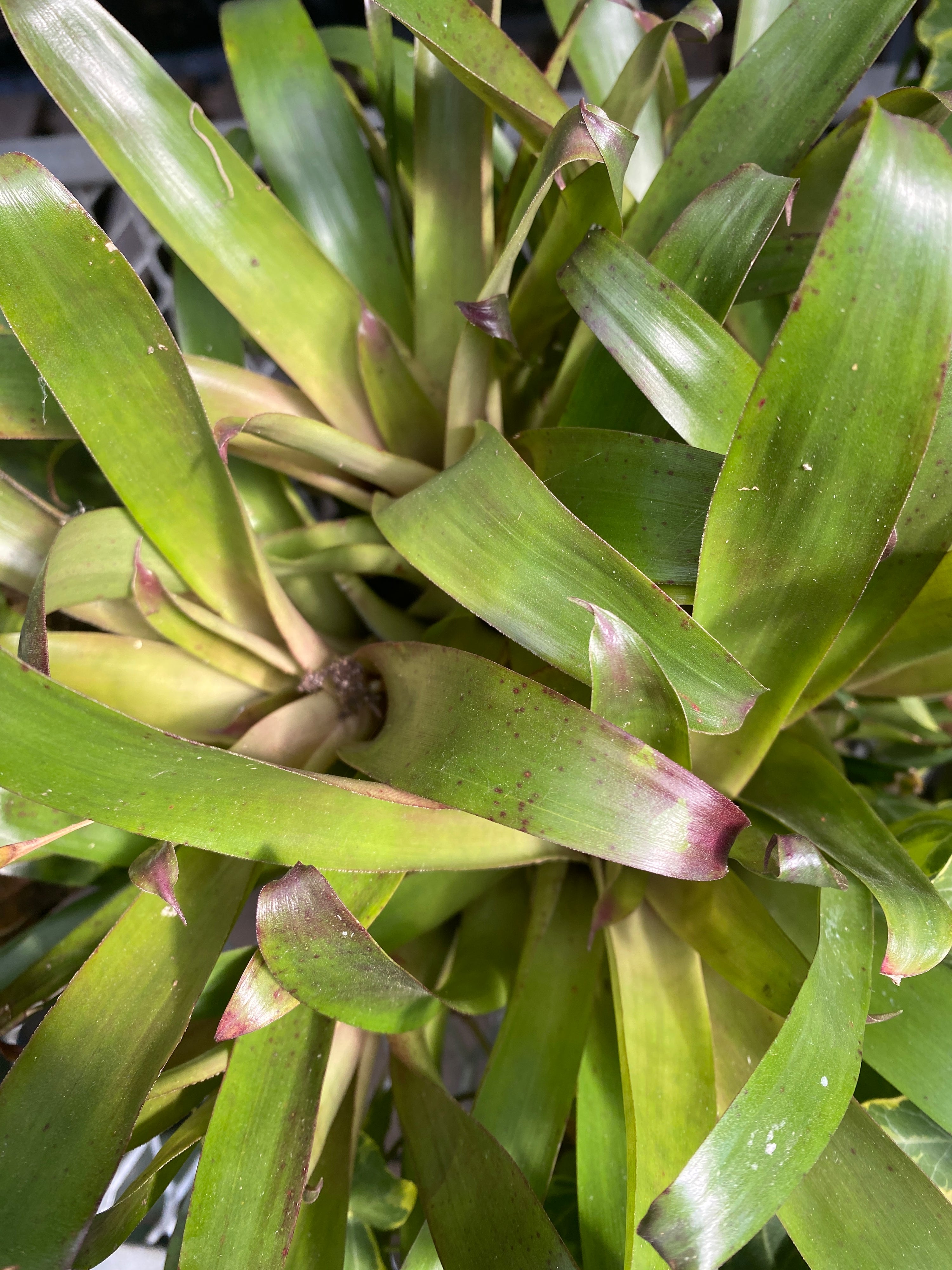 Neoregelia