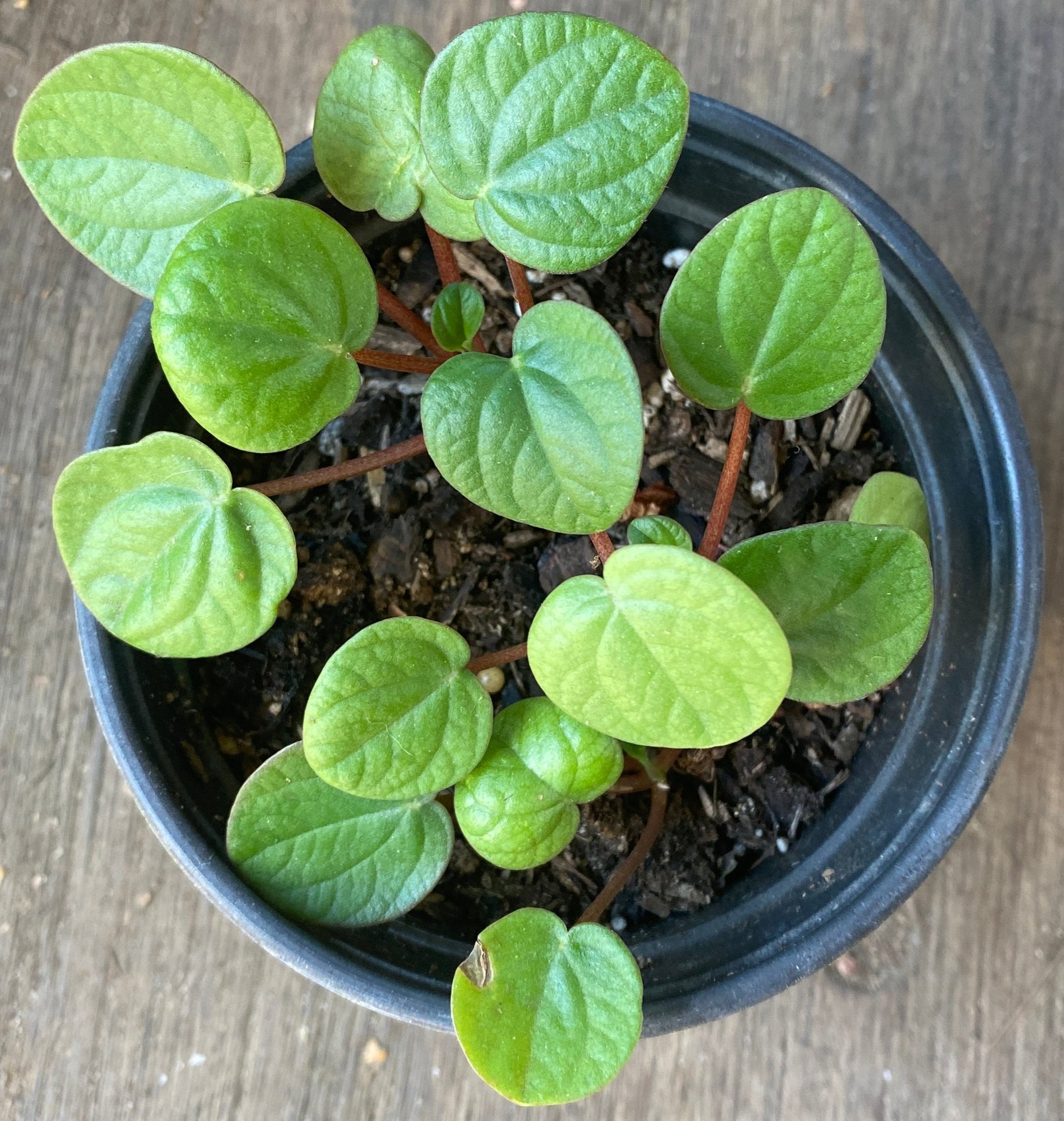 Peperomia albovittata 'Rana Verde'