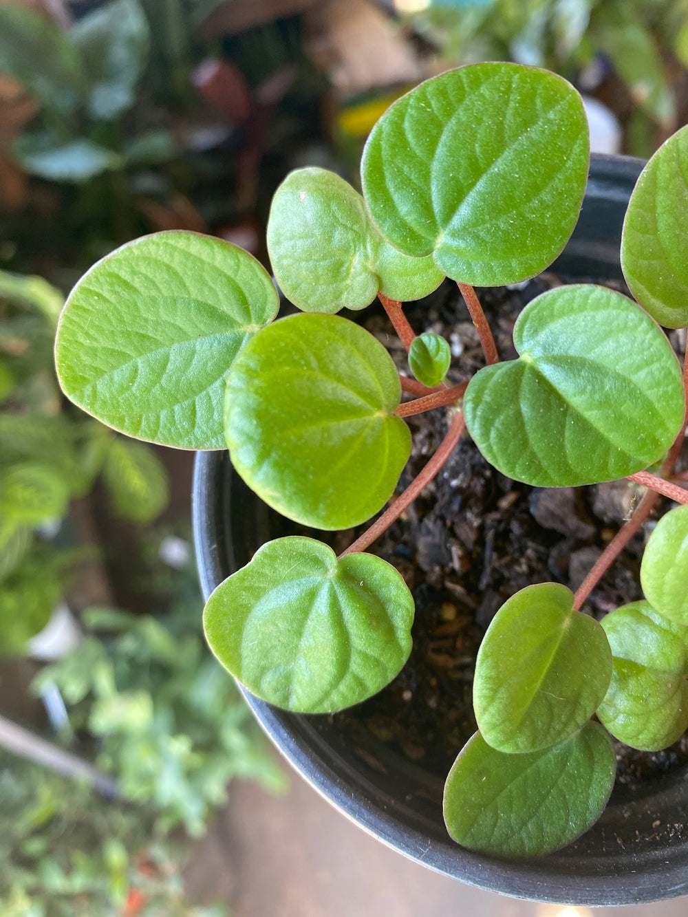 Peperomia albovittata 'Rana Verde'