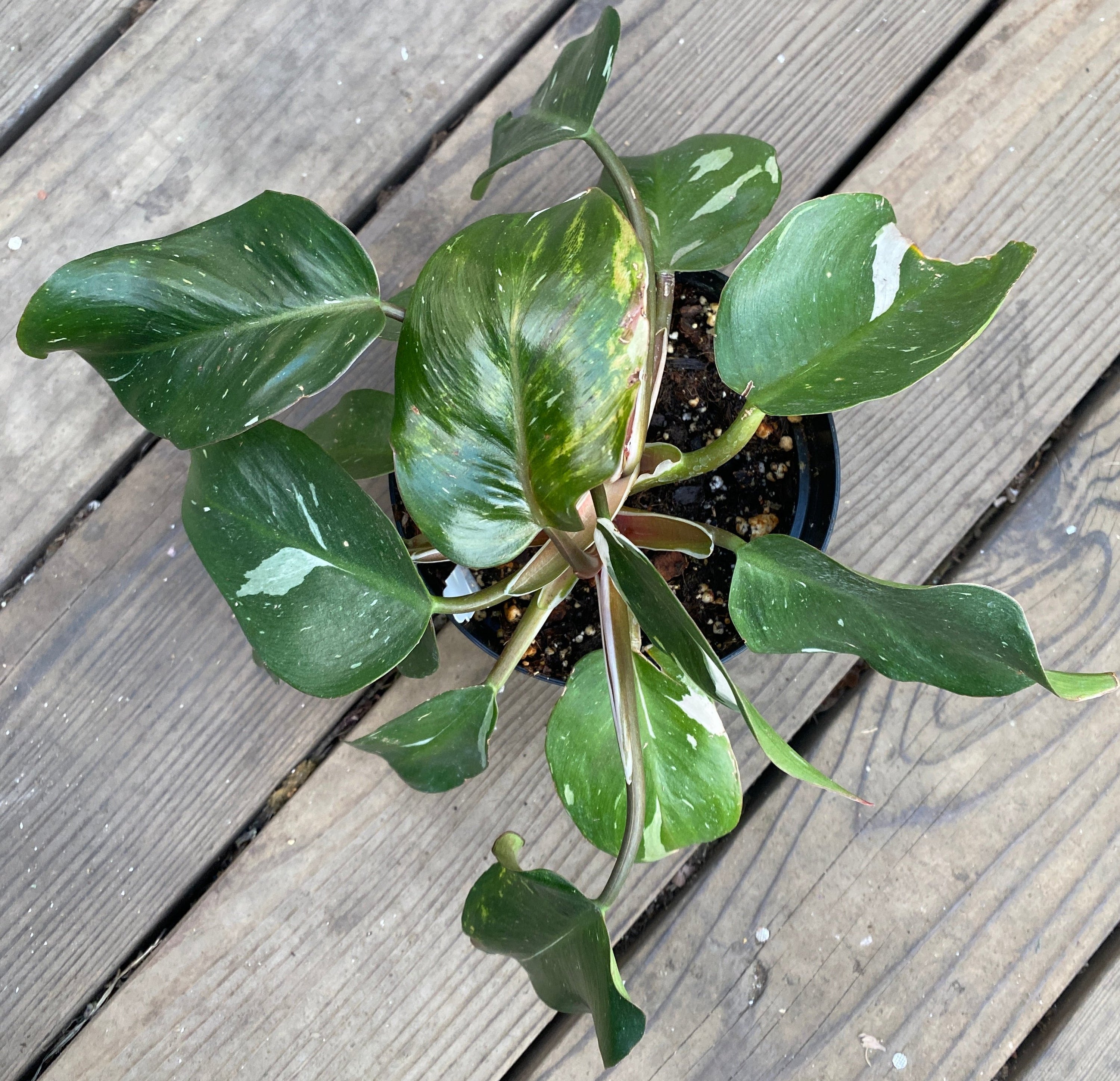 Philodendron 'White Knight'