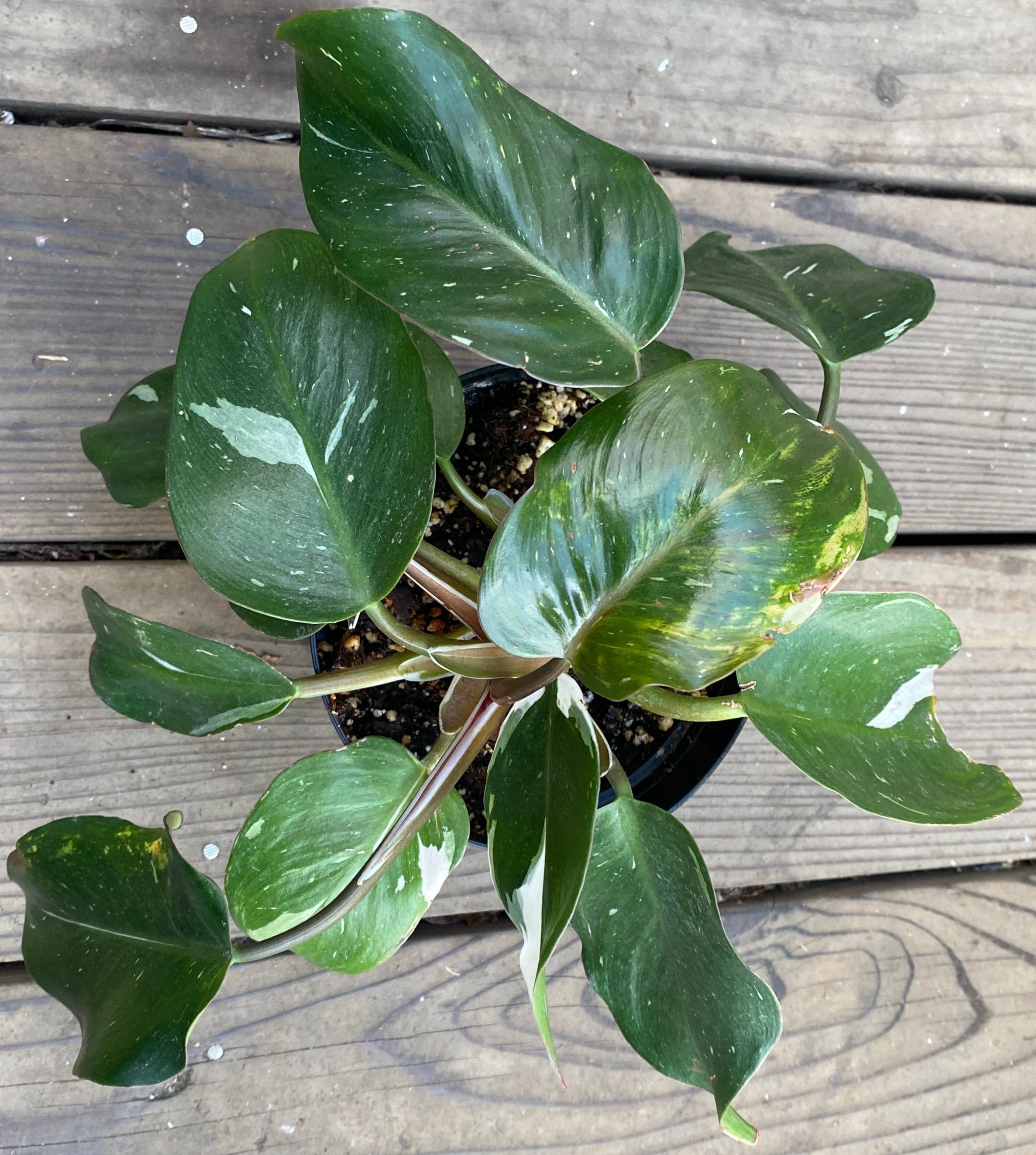 white knight philodendron home depot 6p! Philodendron White Knight ***Limit 1*** /Tropical