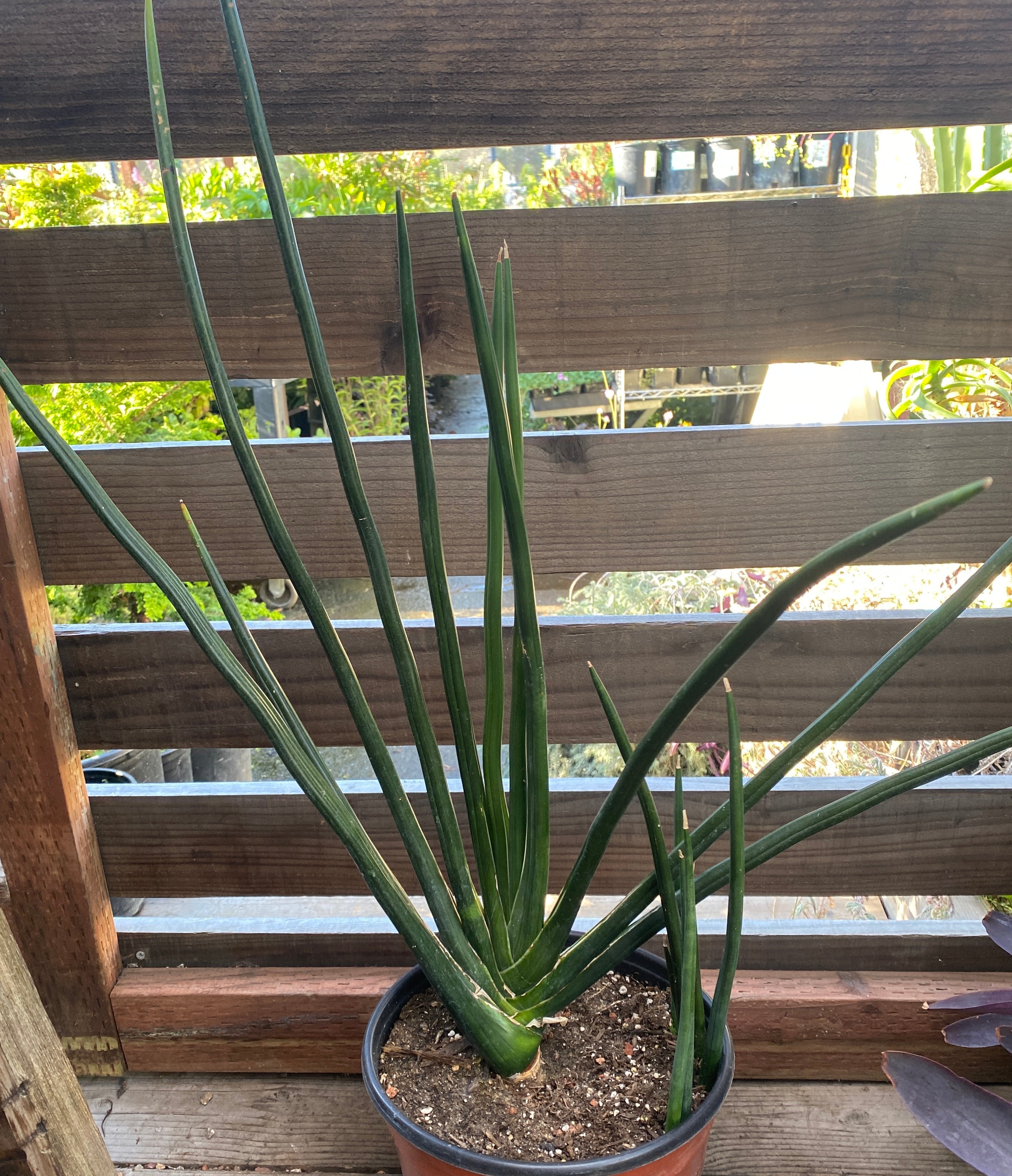 Sansevieria cylindrica 'Karl's Select' – Heron's Head Nursery