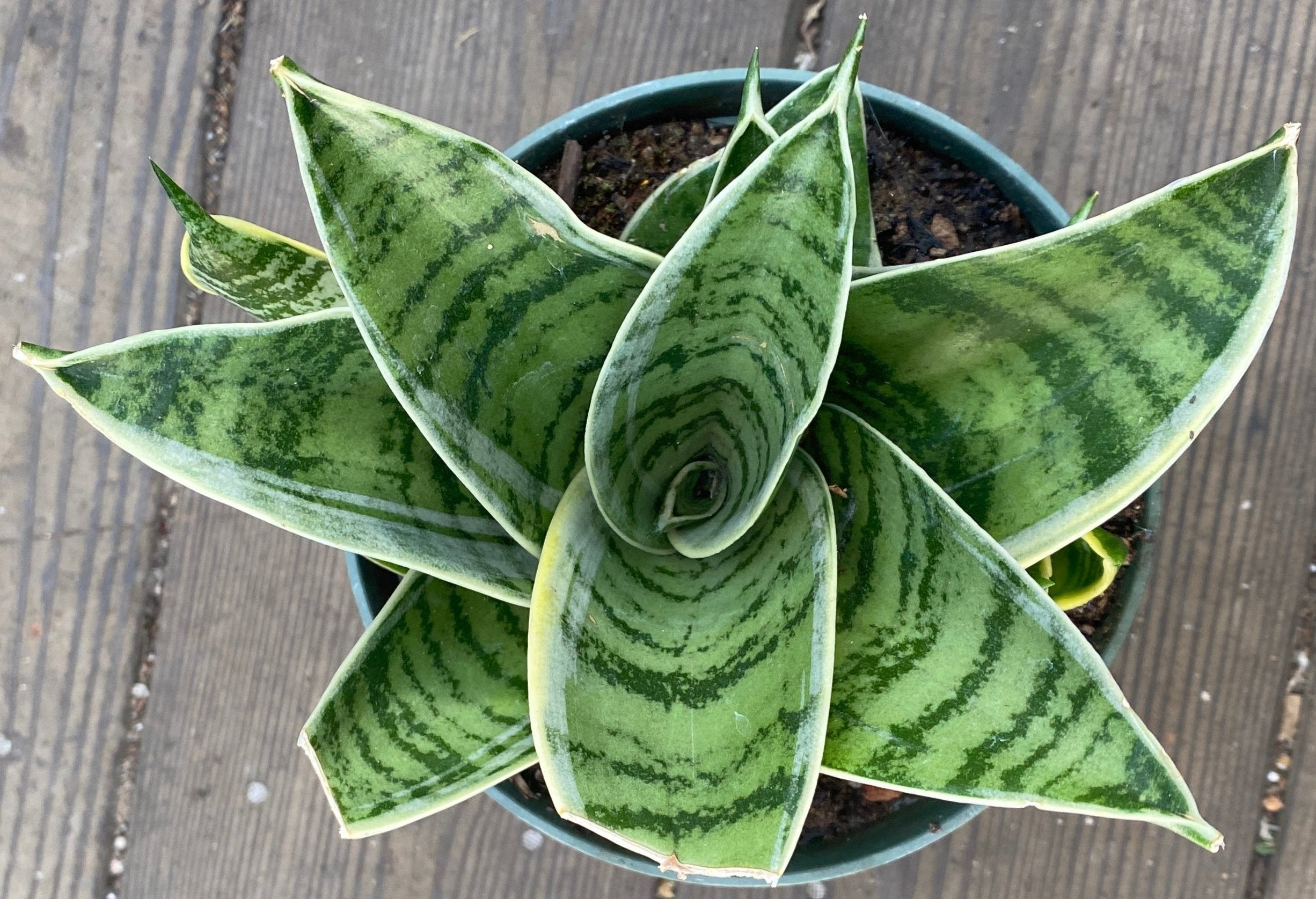 sansevieria assorted Sansevieria Assorted – Heron's Head Nursery