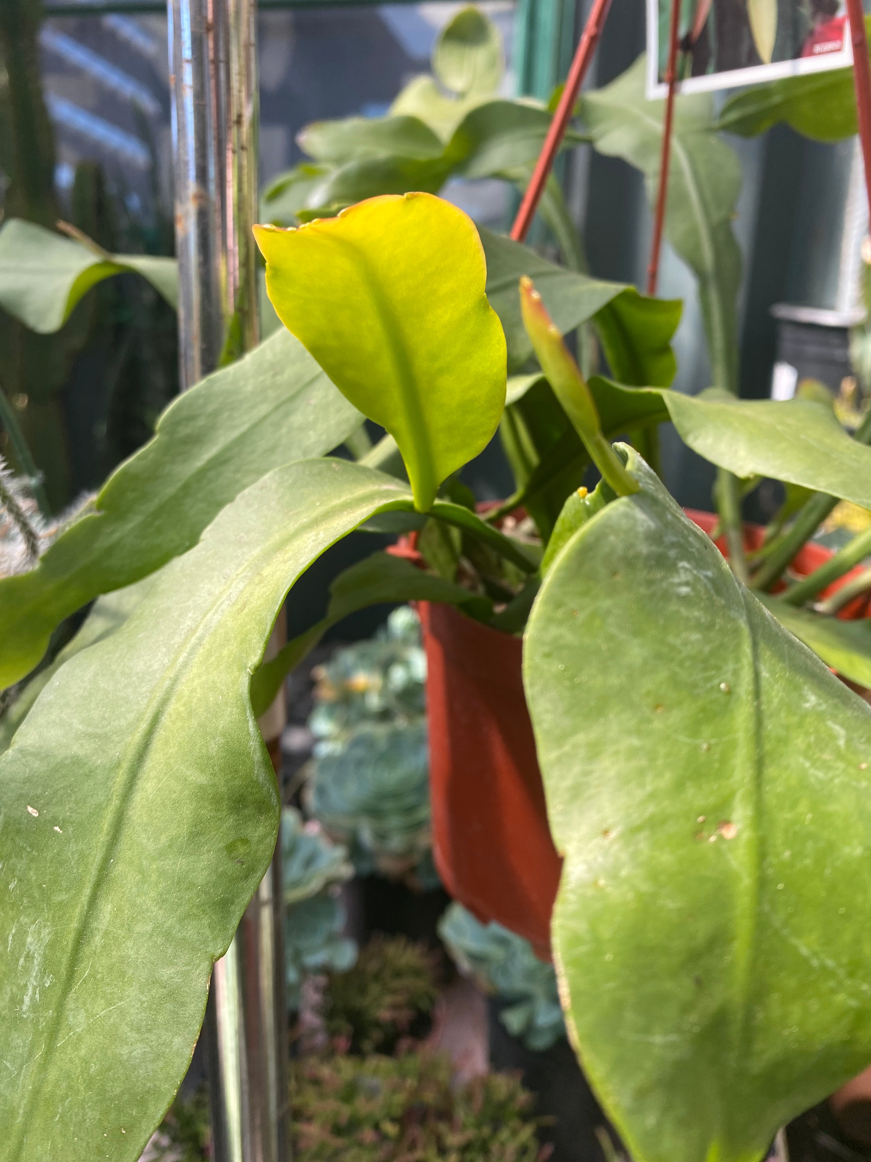 Epiphyllum oxypetalum