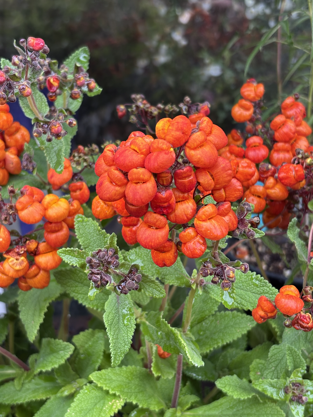 Calceolaria integrifolia 'Kentish Hero'