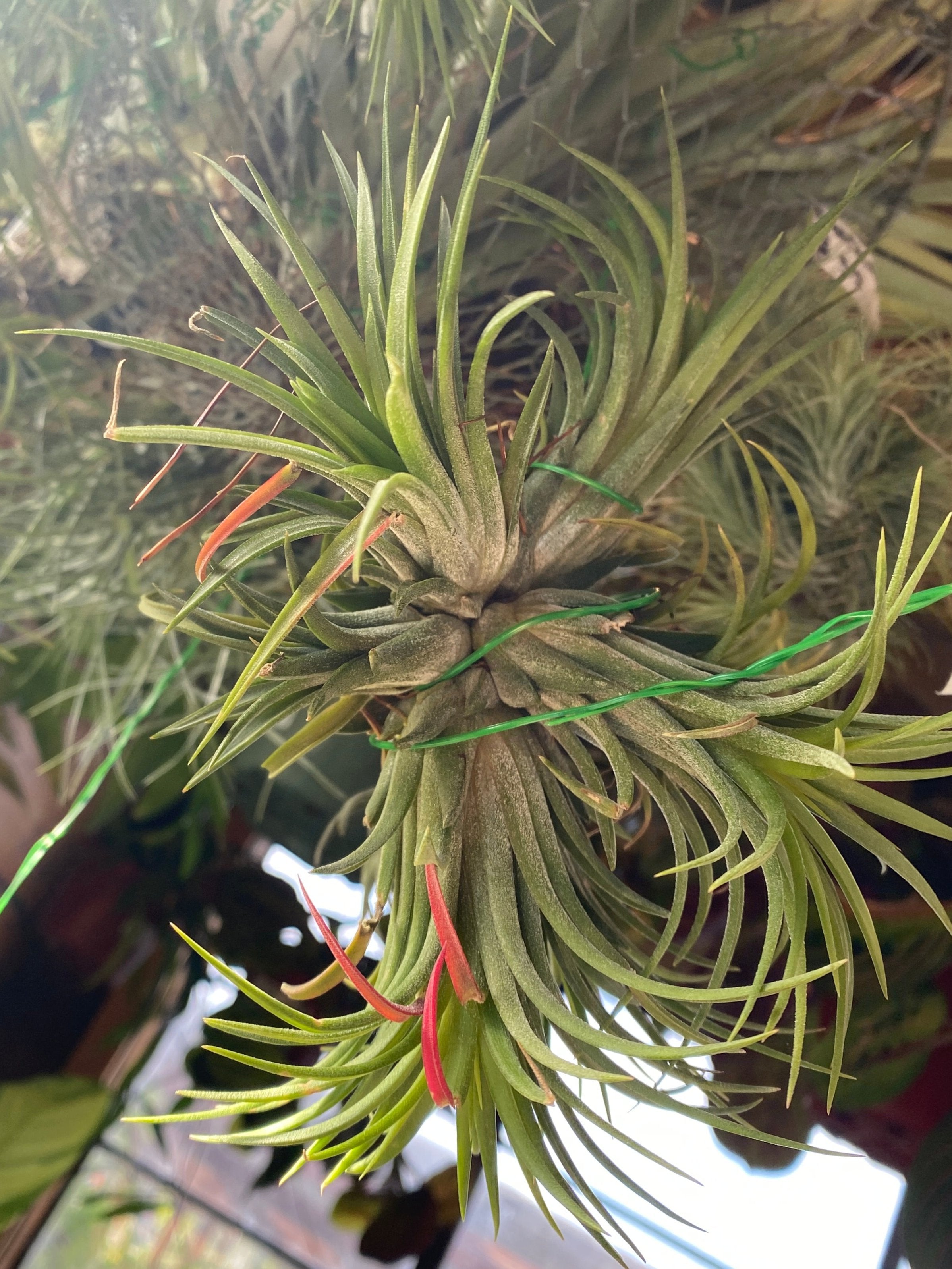 Ionantha clump