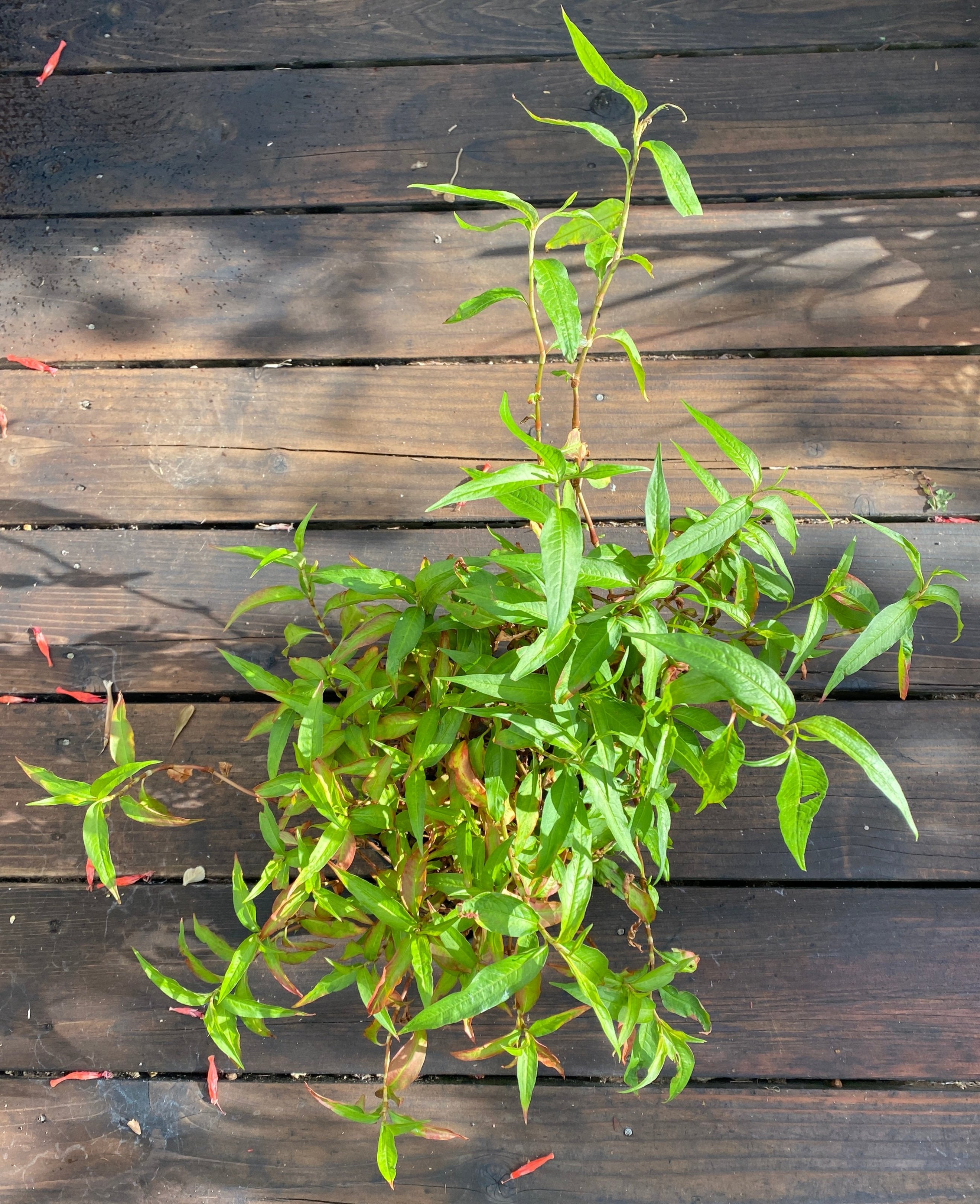 Persicaria odorata (Polygonum odoratum)