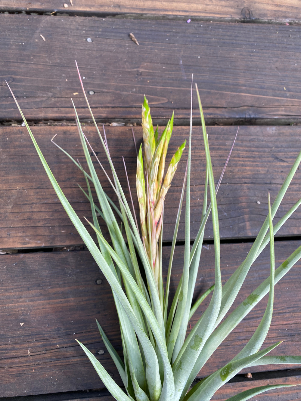 Fasciculata 'Paint Brush'