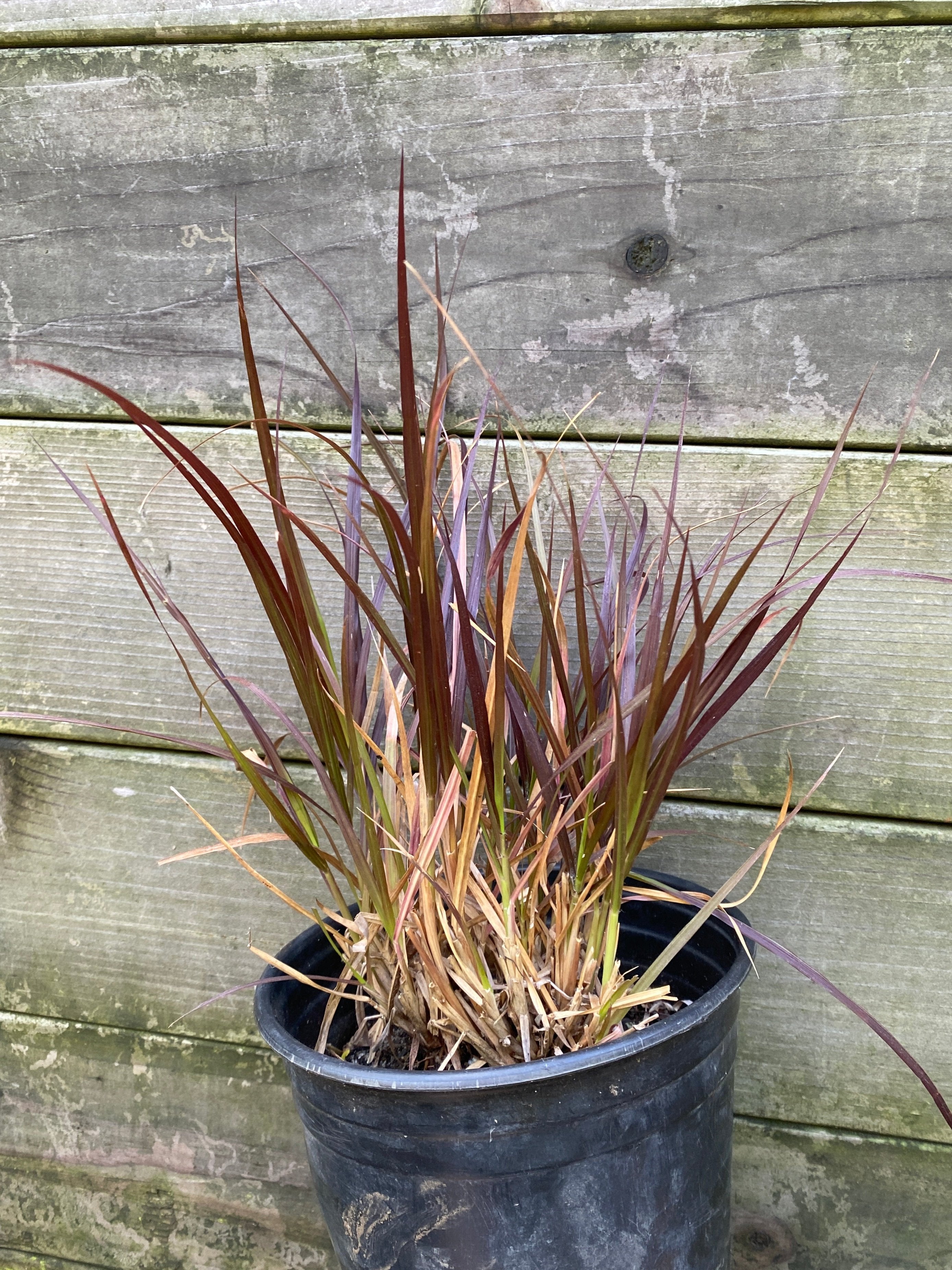 Pennisetum setaceum 'Rubrum' (P. advena "rubrum)