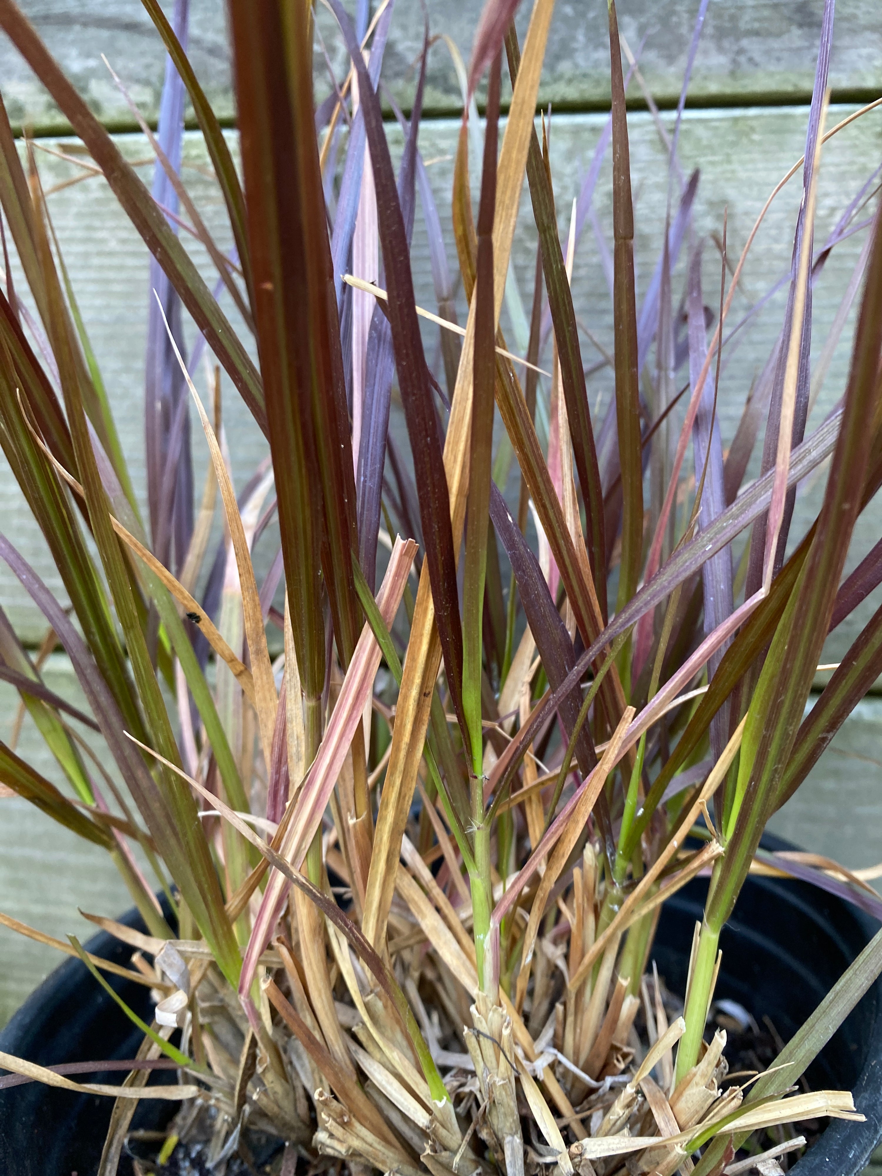 Pennisetum setaceum 'Rubrum' (P. advena "rubrum)