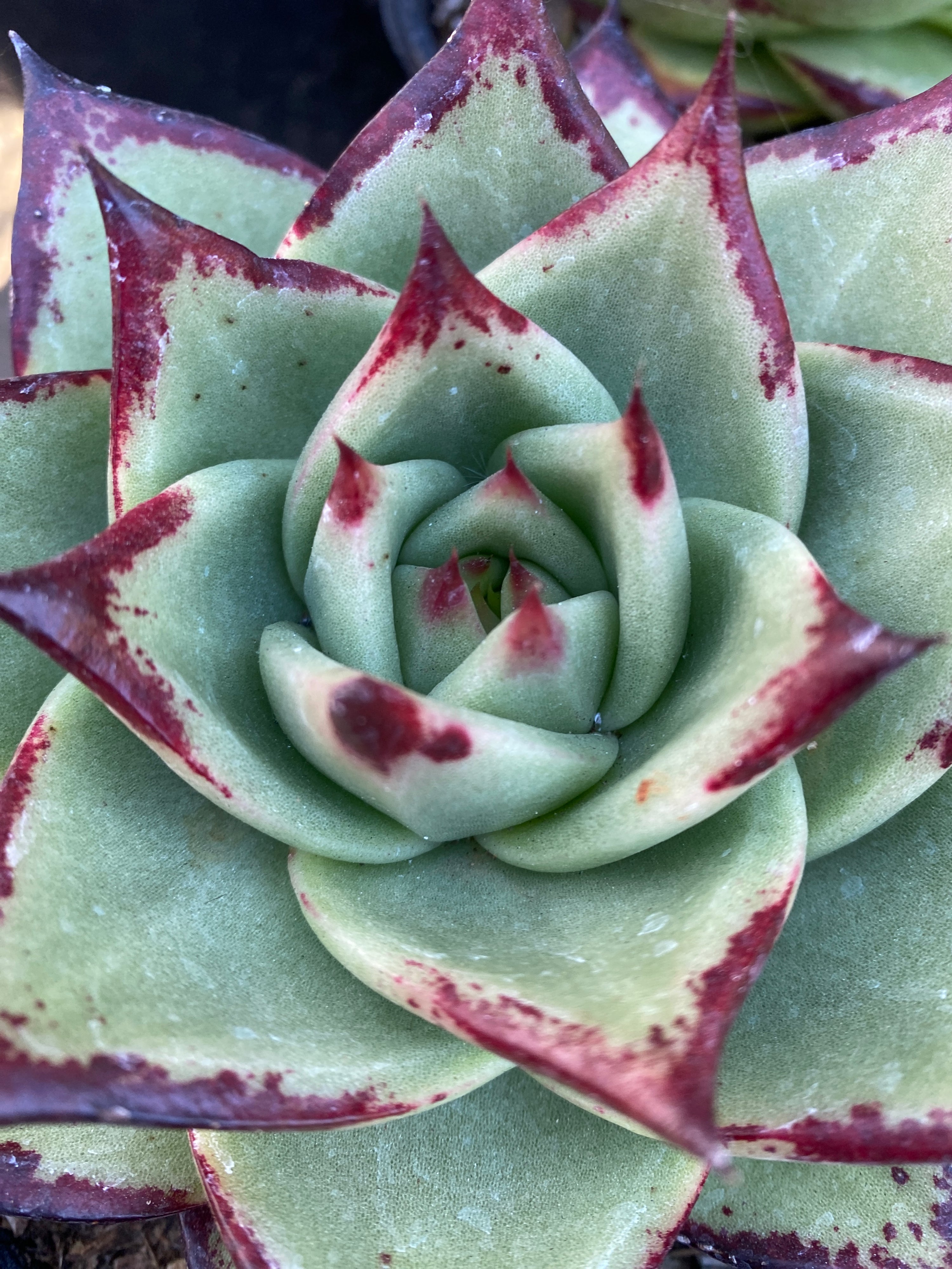 agavoides succulent Echeveria Agavoides Ebony
