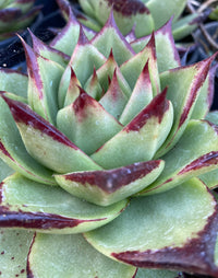 ebony succulent Echeveria agavoides 'Ebony' – Heron's Head Nursery