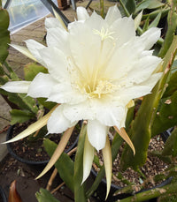 A large white epiphyllum cactus flower in full bloom, with pale yellow stamens and green cactus stems and leaves in a potted plant.
