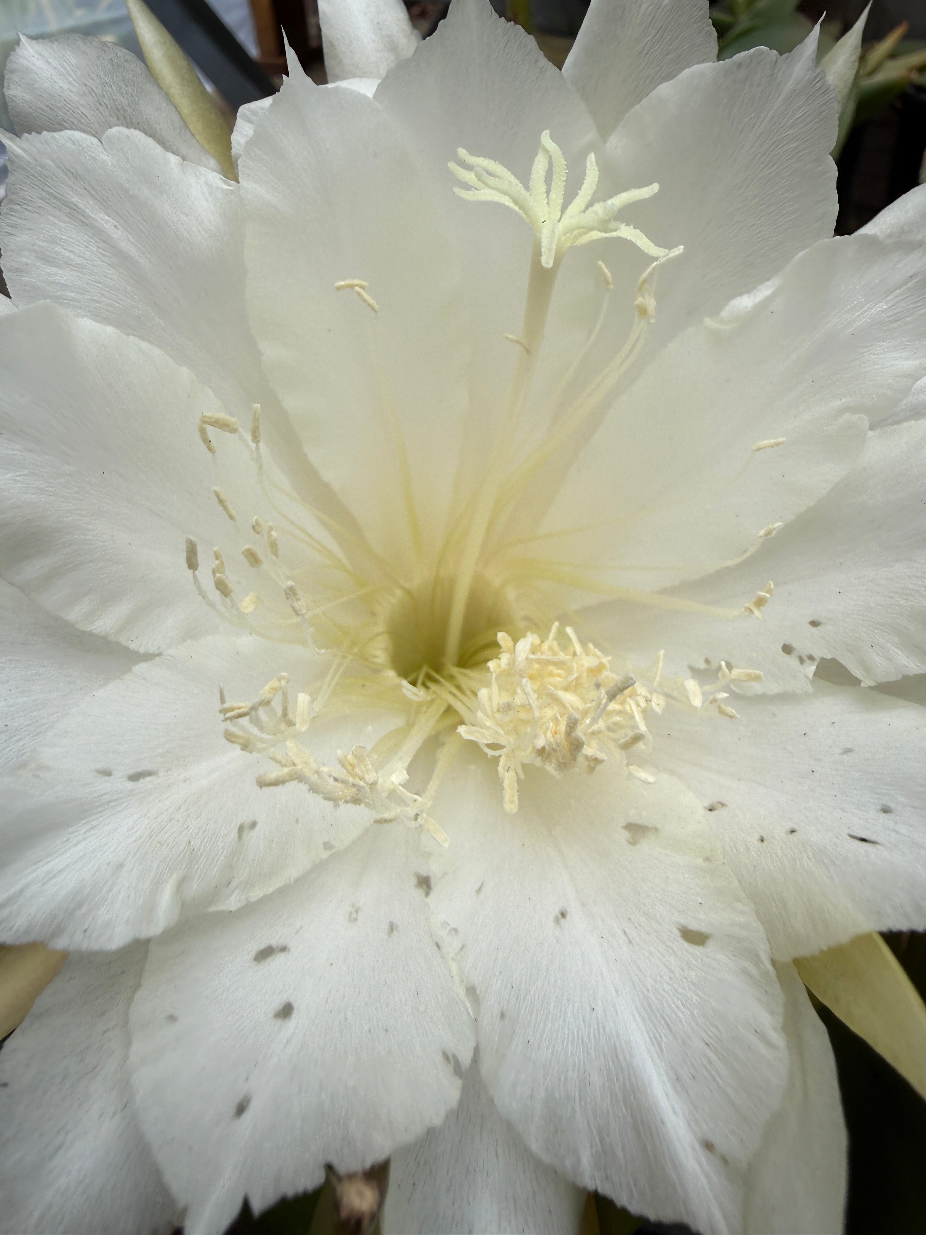 Epiphyllum hybrid 'Palos Verdes White'