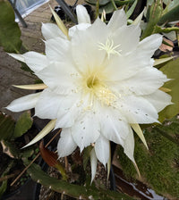 A large white night-blooming cactus flower with pale yellow stamens in full bloom, surrounded by green cactus pads and other plants in a greenhouse or garden setting.