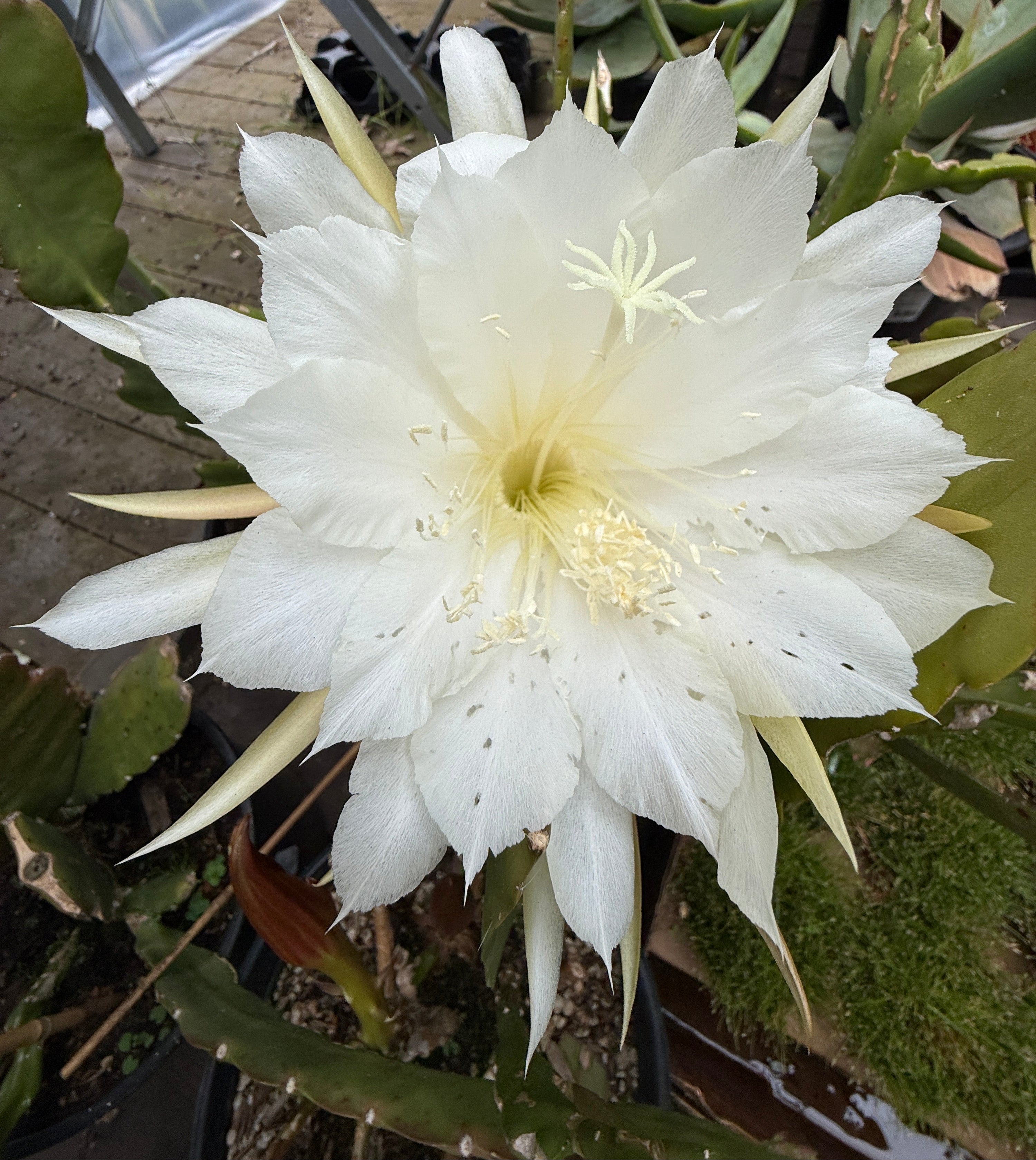 A large white night-blooming cactus flower with pale yellow stamens in full bloom, surrounded by green cactus pads and other plants in a greenhouse or garden setting.