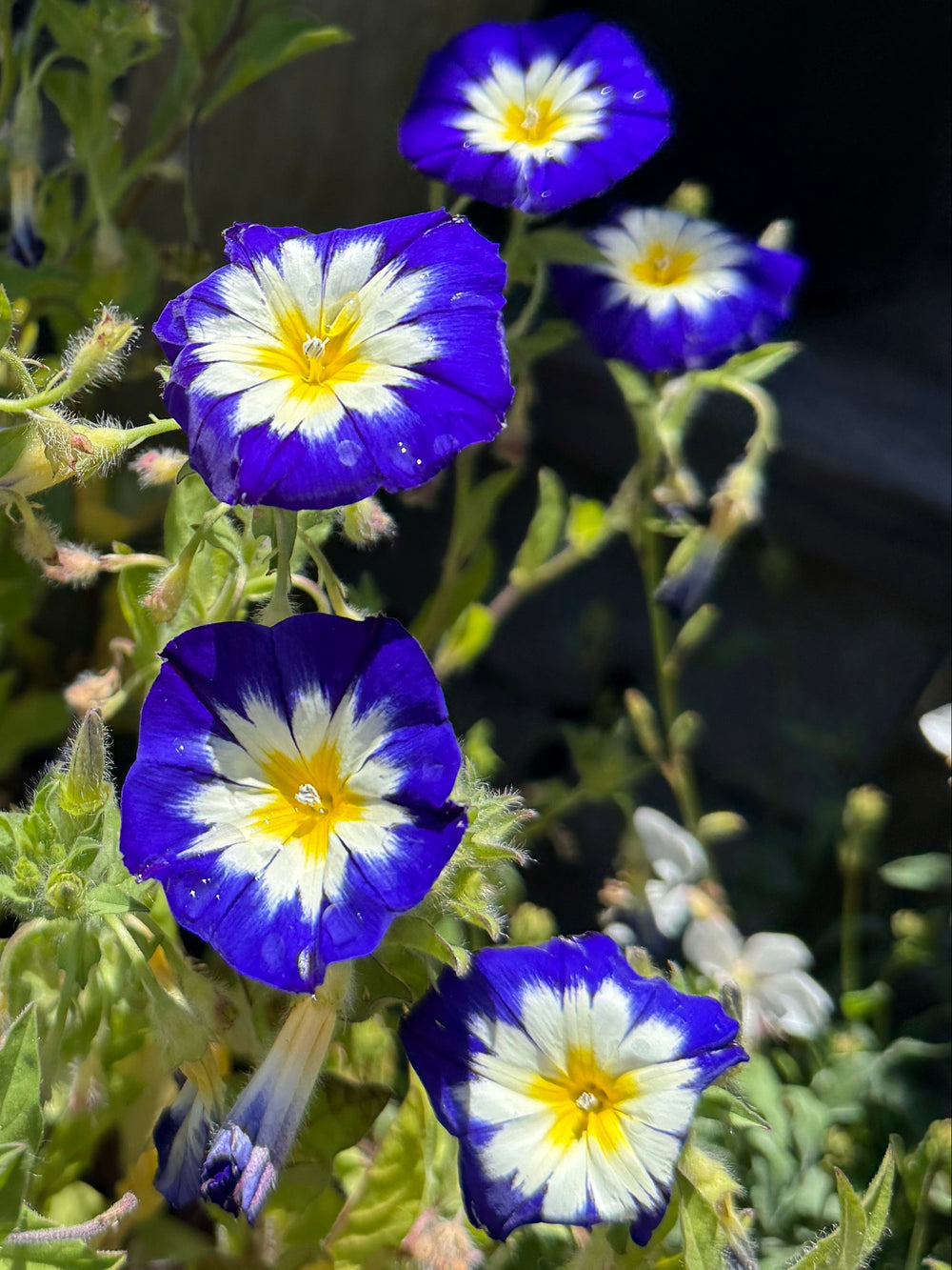 Convolvulus tricolor 'Blue Ensign'