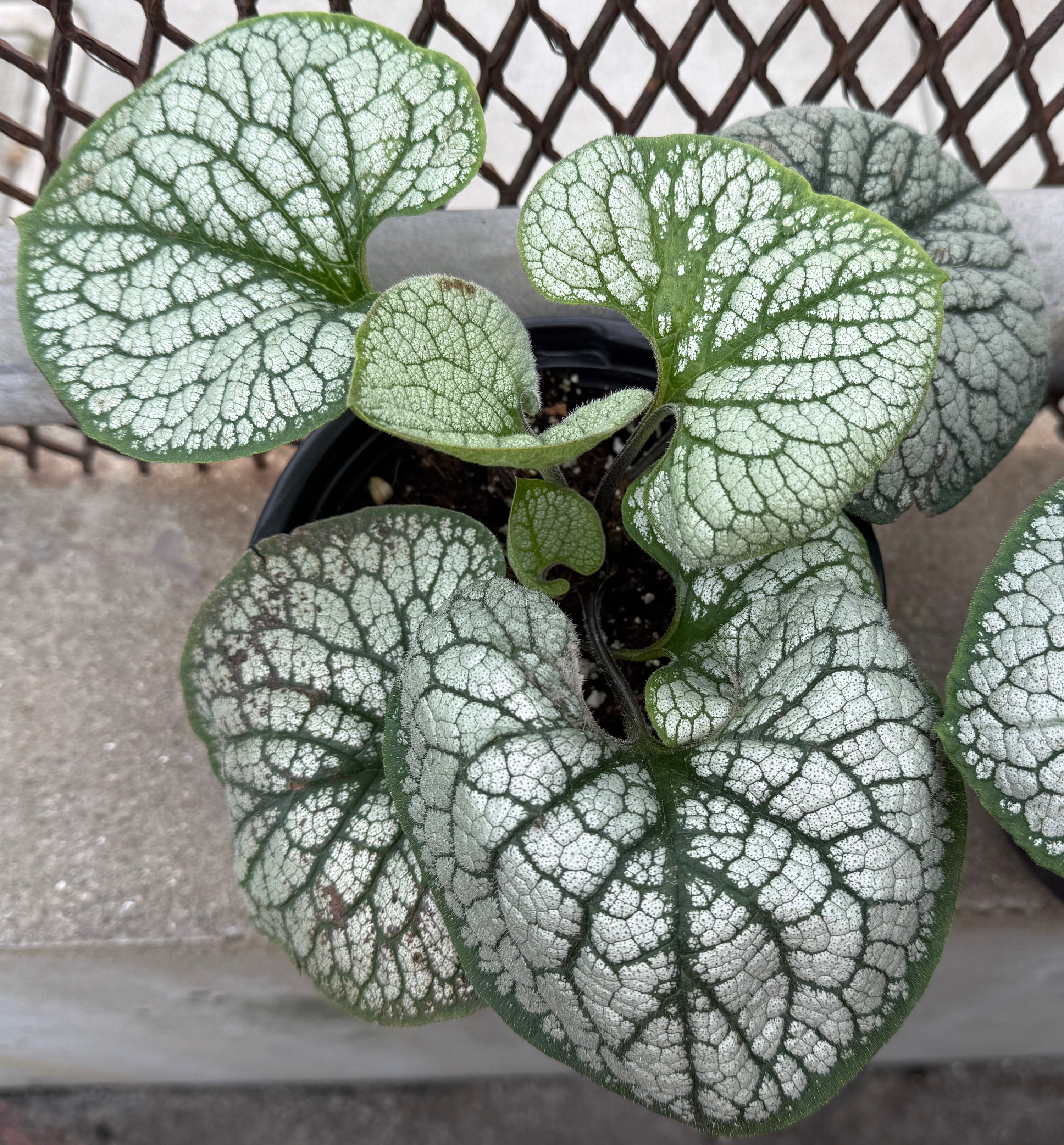 Brunnera macrophylla 'Sea Heart'