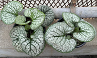 Two potted plants with heart-shaped silver and green variegated leaves, placed on a concrete ledge in front of a metal mesh fence.