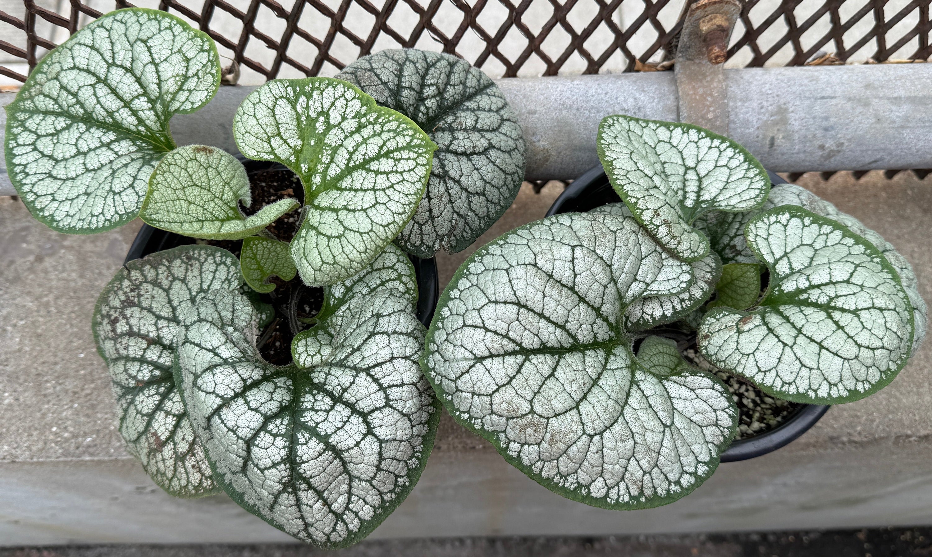 Two potted plants with heart-shaped silver and green variegated leaves, placed on a concrete ledge in front of a metal mesh fence.