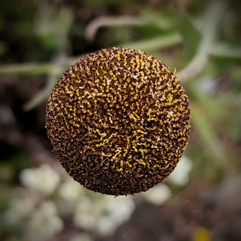 Helenium puberulum