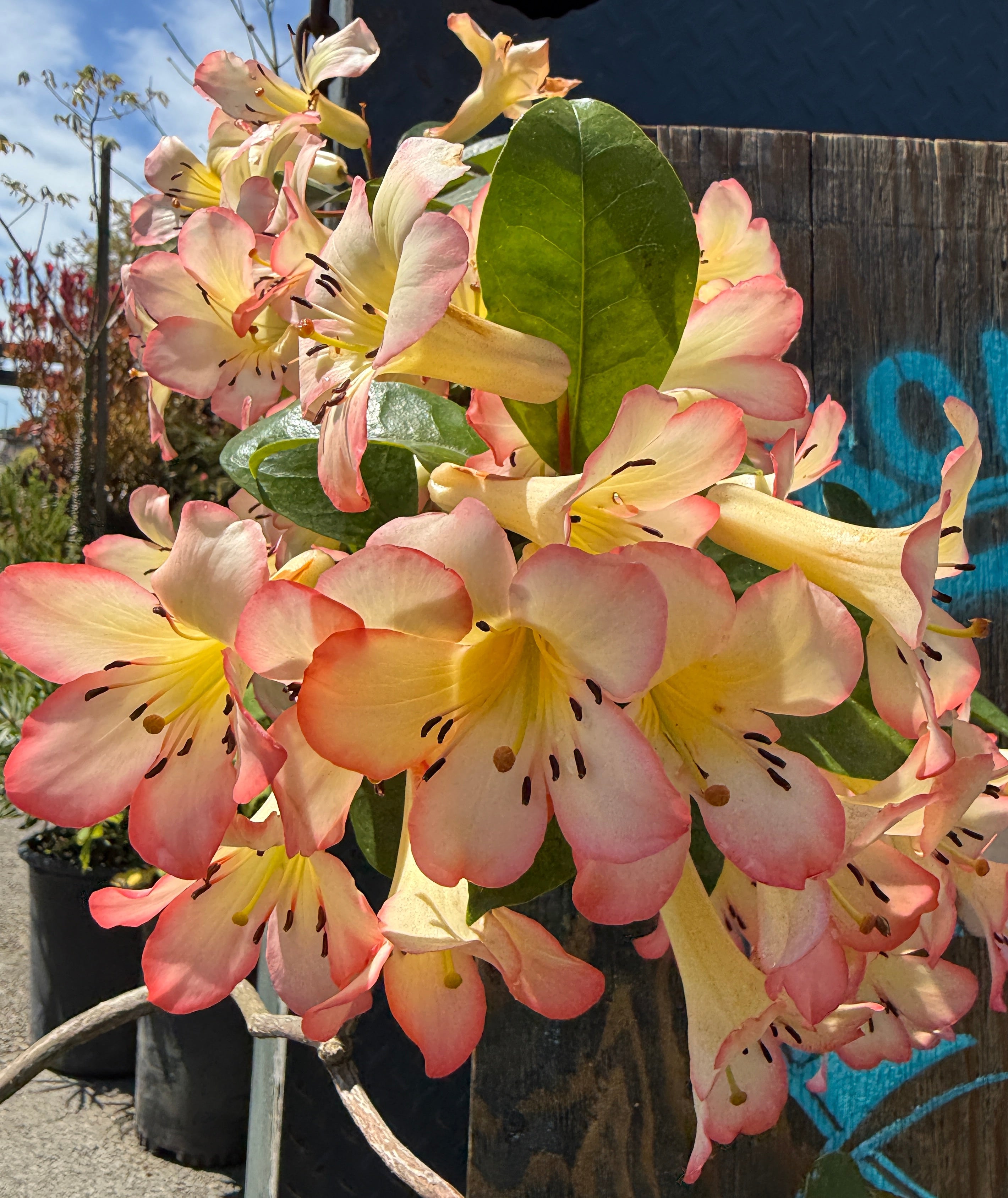 Rhododendron sect. Vireya