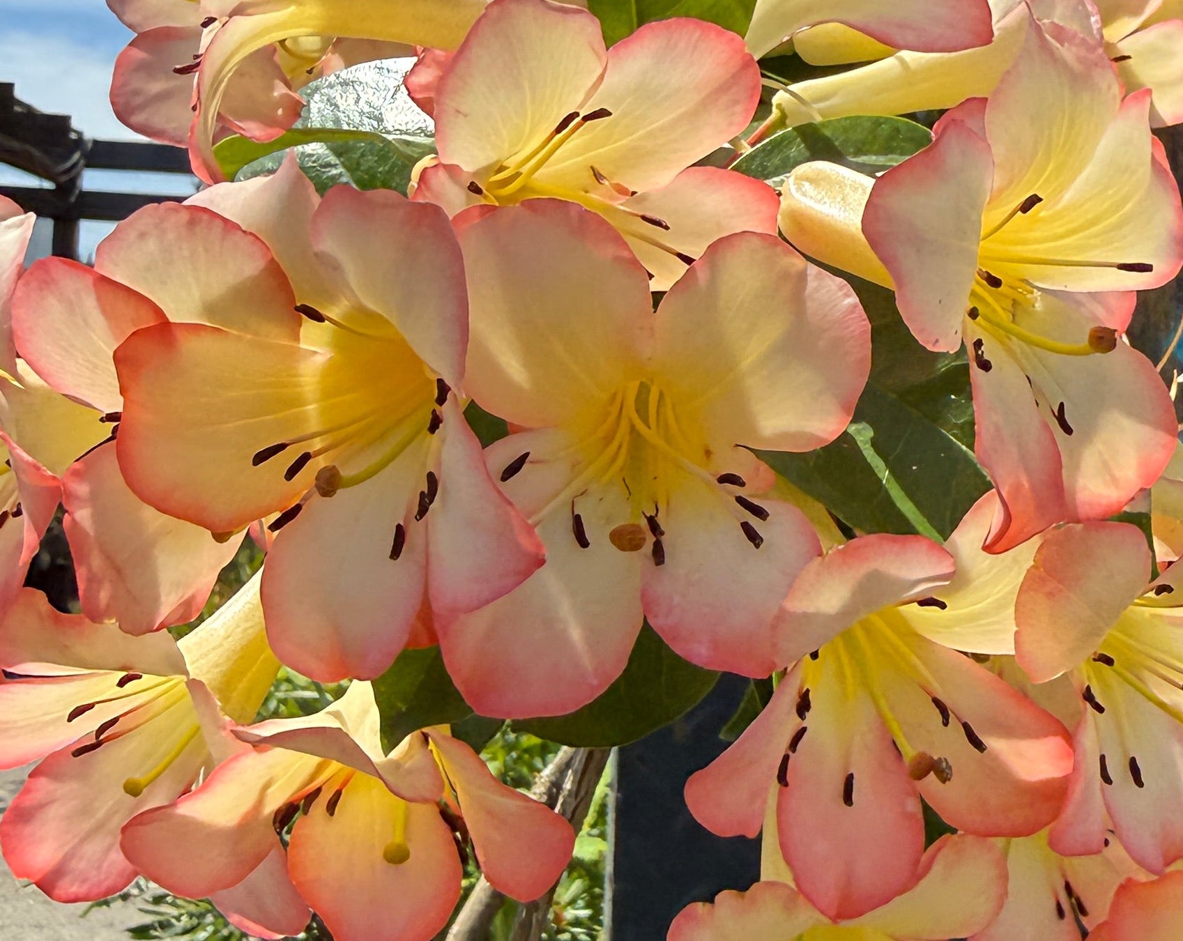 Rhododendron sect. Vireya