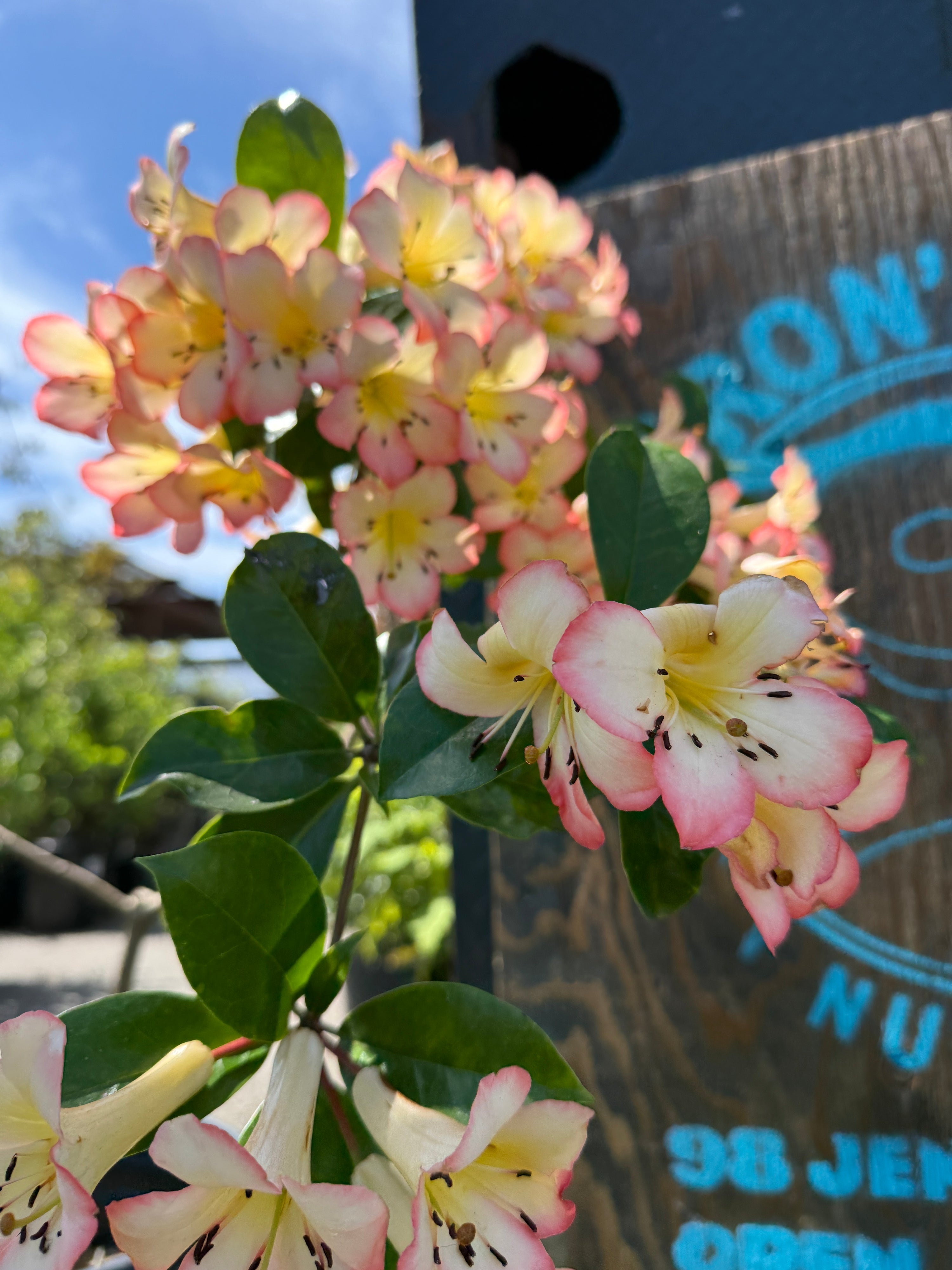 Rhododendron sect. Vireya
