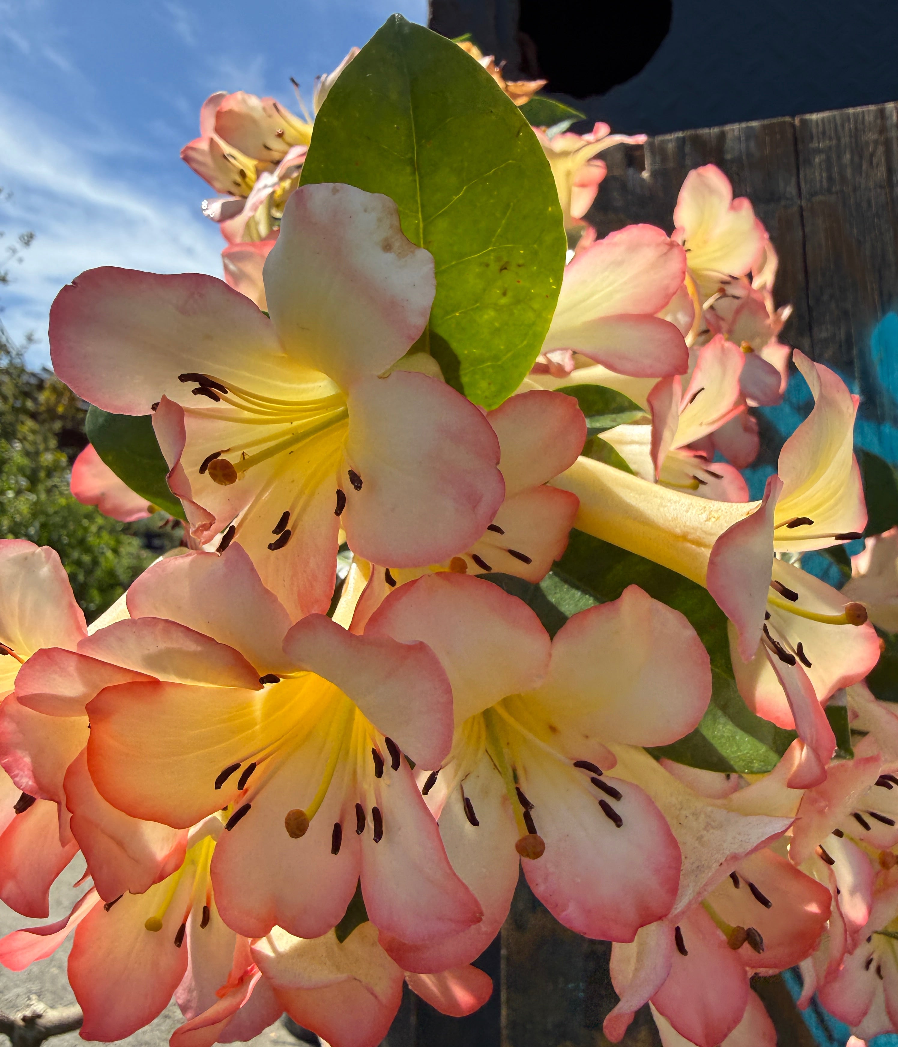 Rhododendron sect. Vireya