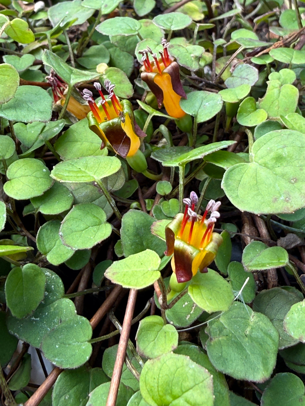 Fuchsia procumbens