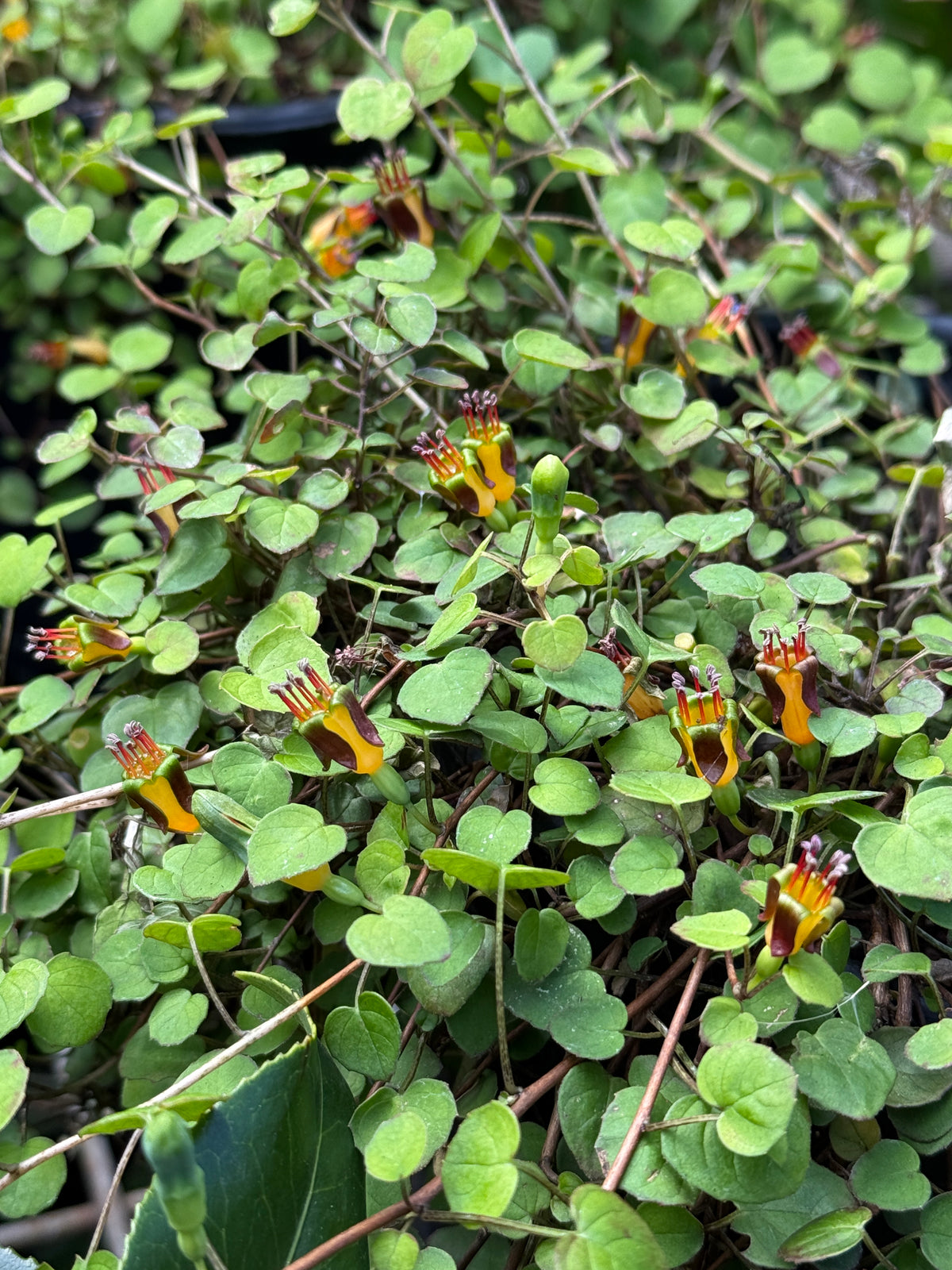 Fuchsia procumbens
