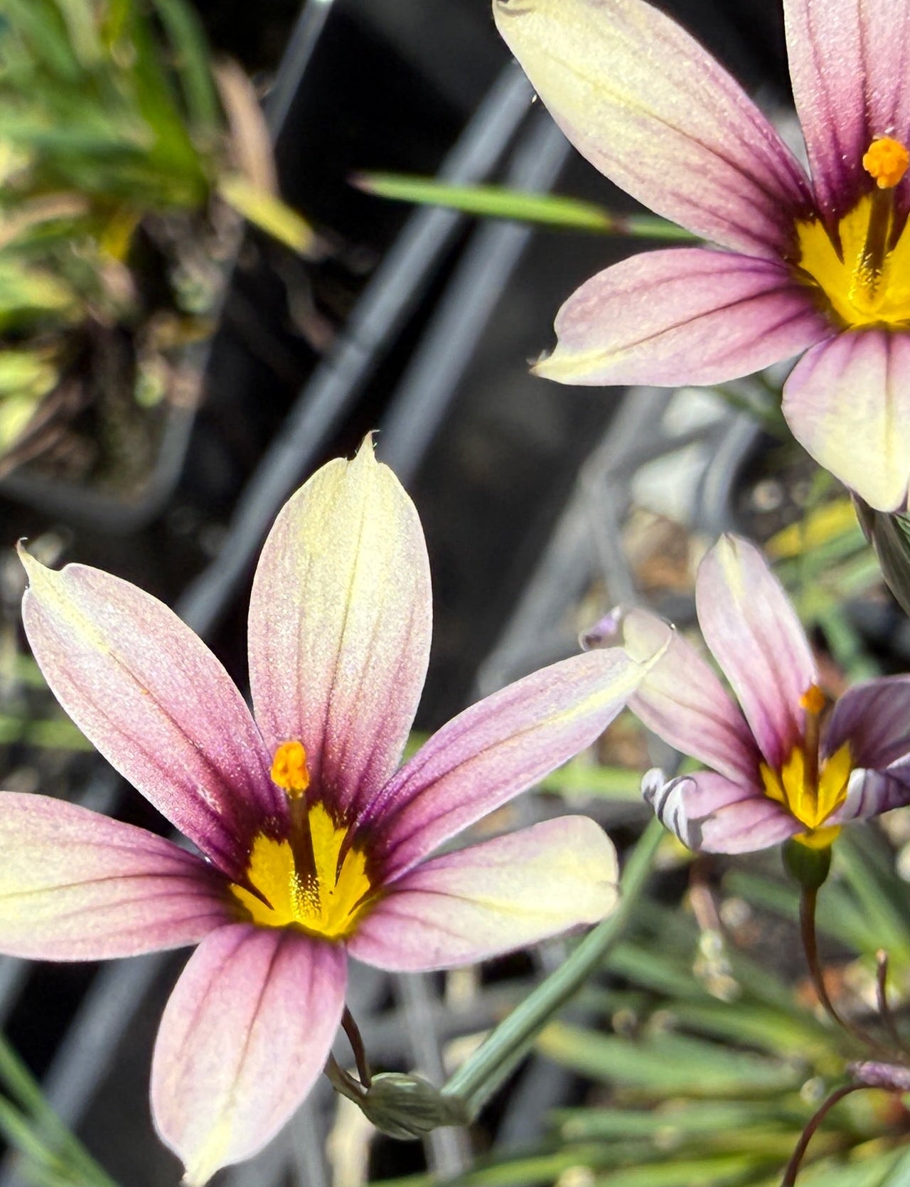 Three blooming daylily flowers with pale pink and white petals, dark purple stripes, and bright yellow centers, growing in black starter trays with other plants.