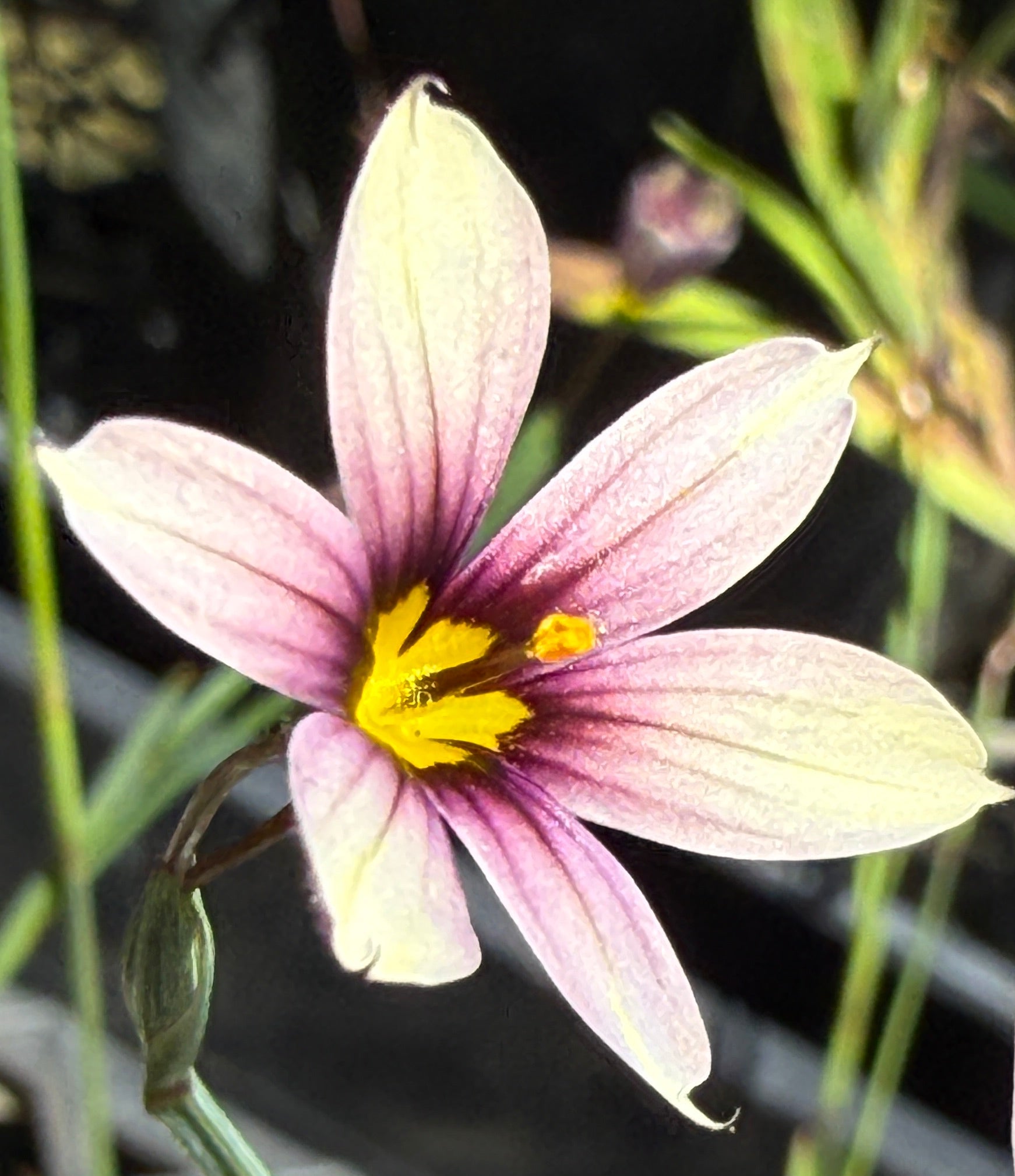 Three small star-like flowers with pale pink to cream petals, deep purple streaks through the centers, and bright yellow stamens growing among green foliage in a nursery setting.