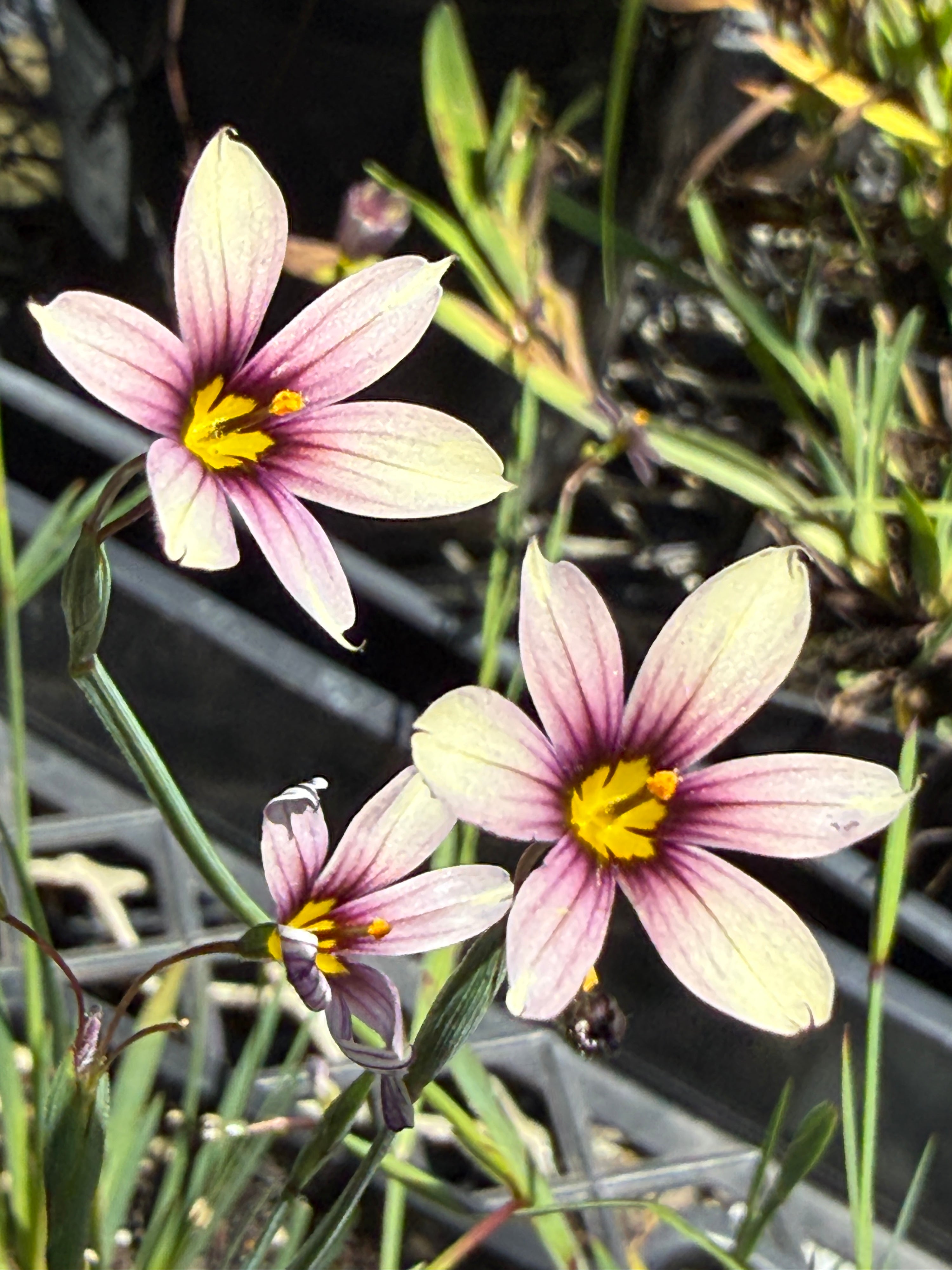 Sisyrinchium 'Quaint & Queer'