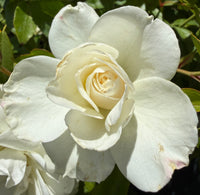 A close-up of a white rose in bloom with pale cream petals and green leaves in the background.