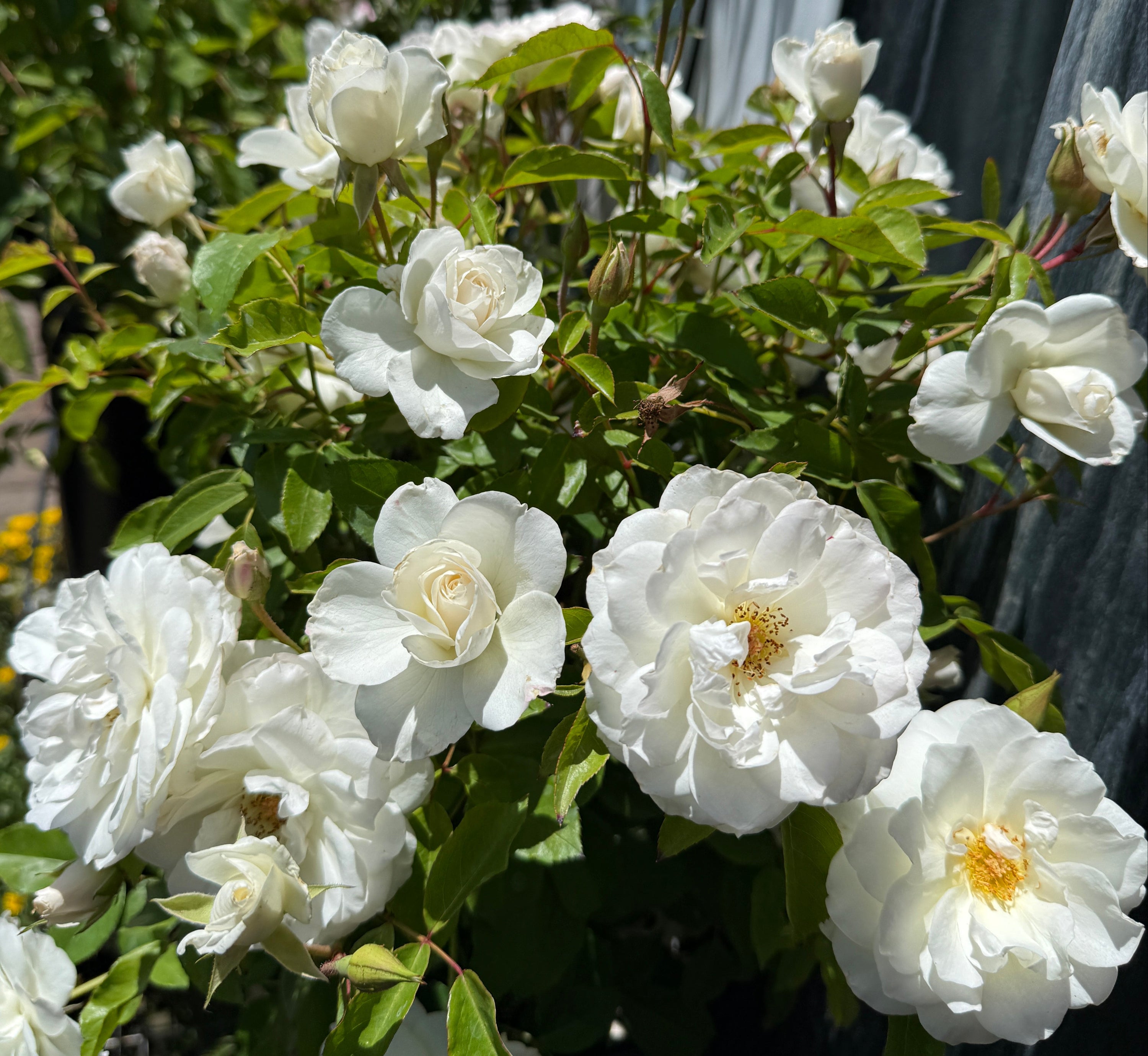 Rosa (Rose) 'Iceberg'®