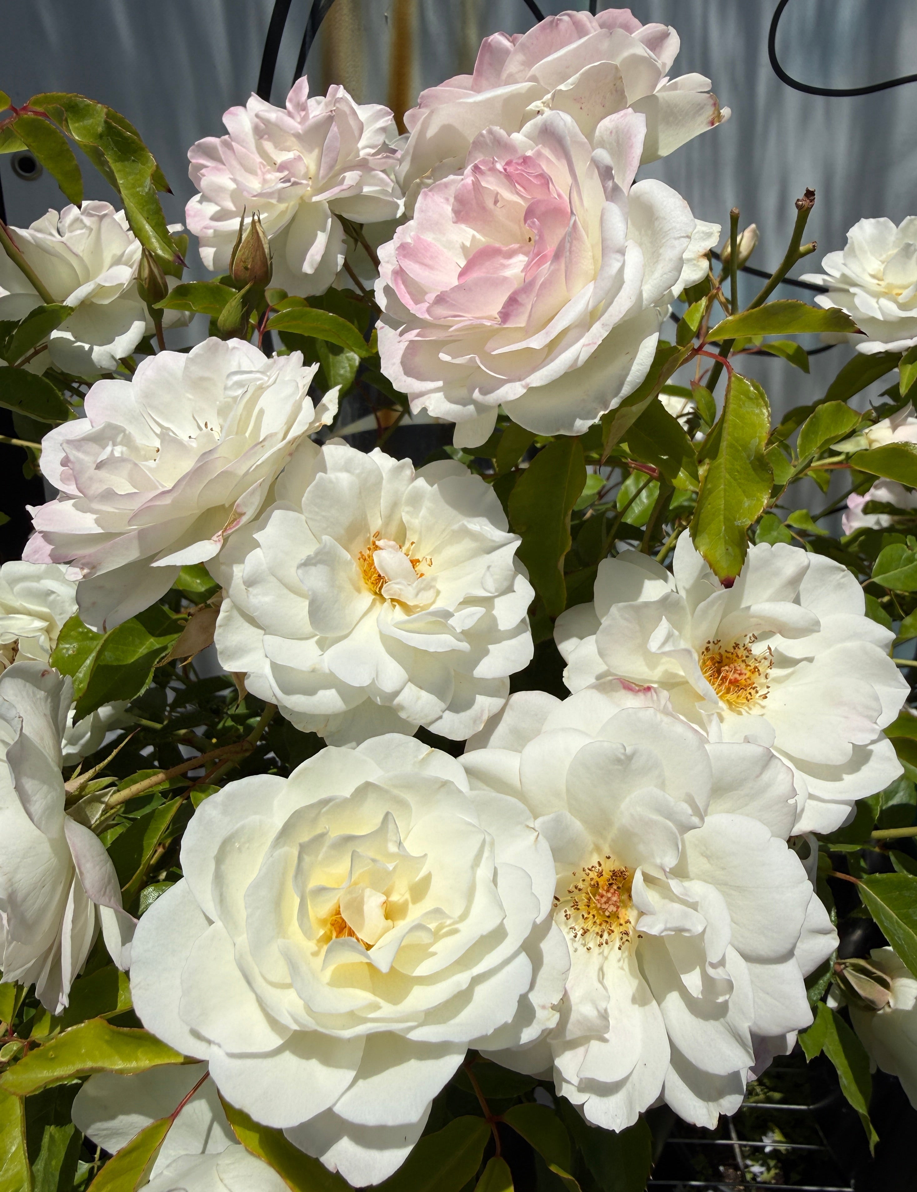 Rosa (Rose) 'Iceberg'®
