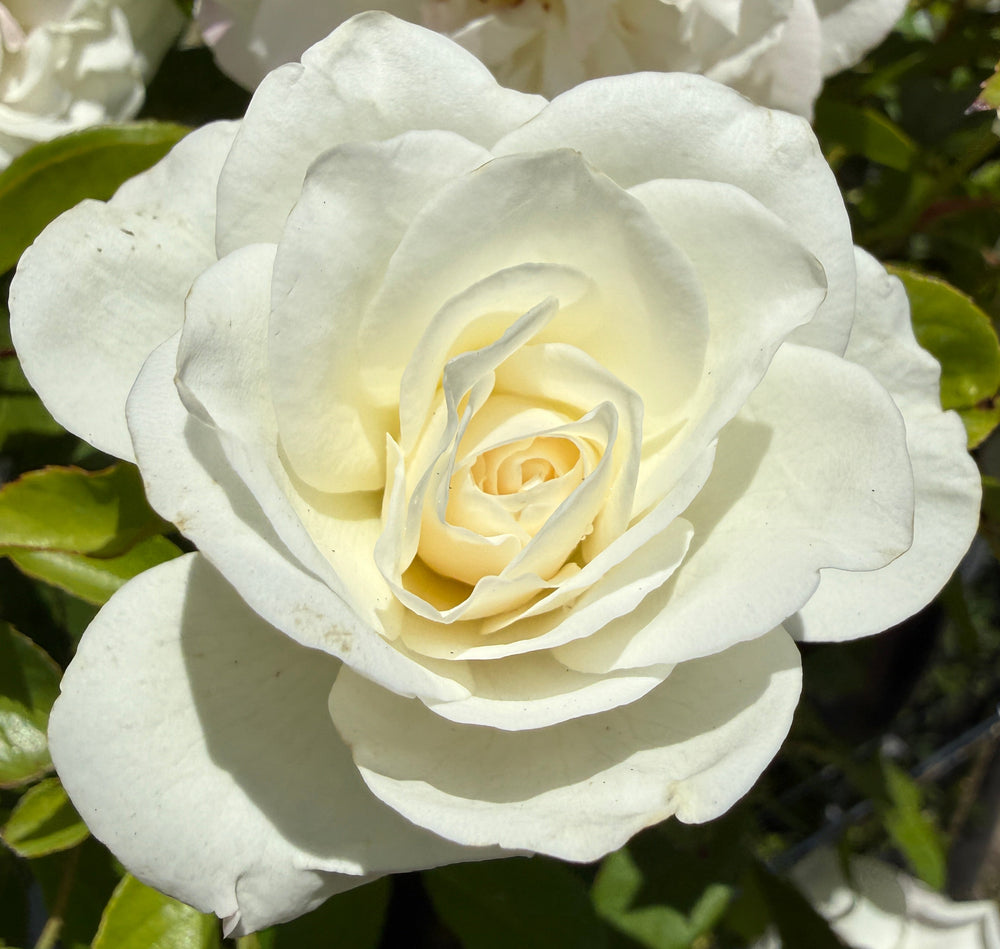 A close-up of a white rose in full bloom with layered creamy-white petals and a yellow-tinted center, surrounded by green leaves and other partially visible flowers.