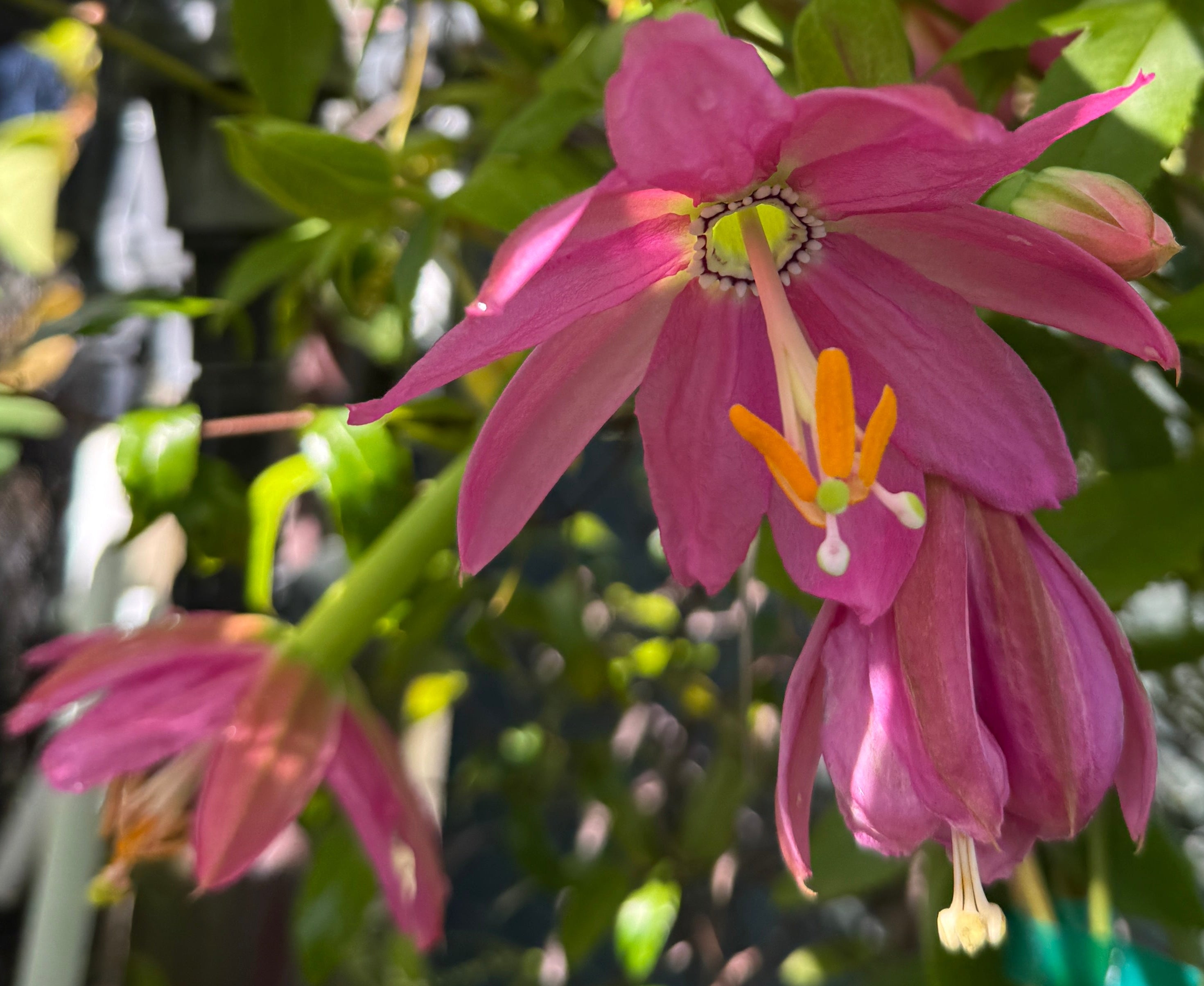 Passiflora 'Ava'