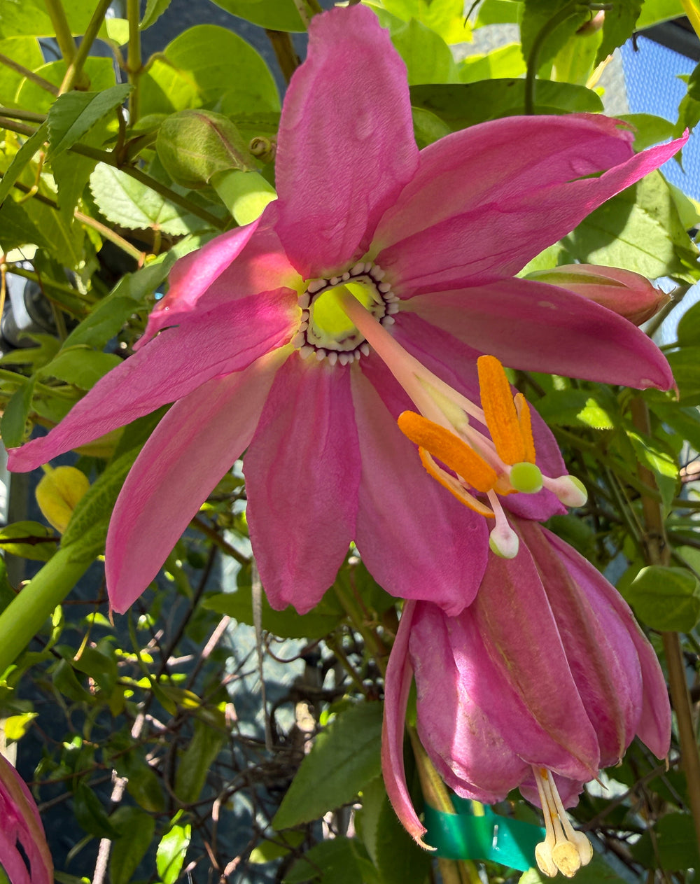Passiflora 'Ava'