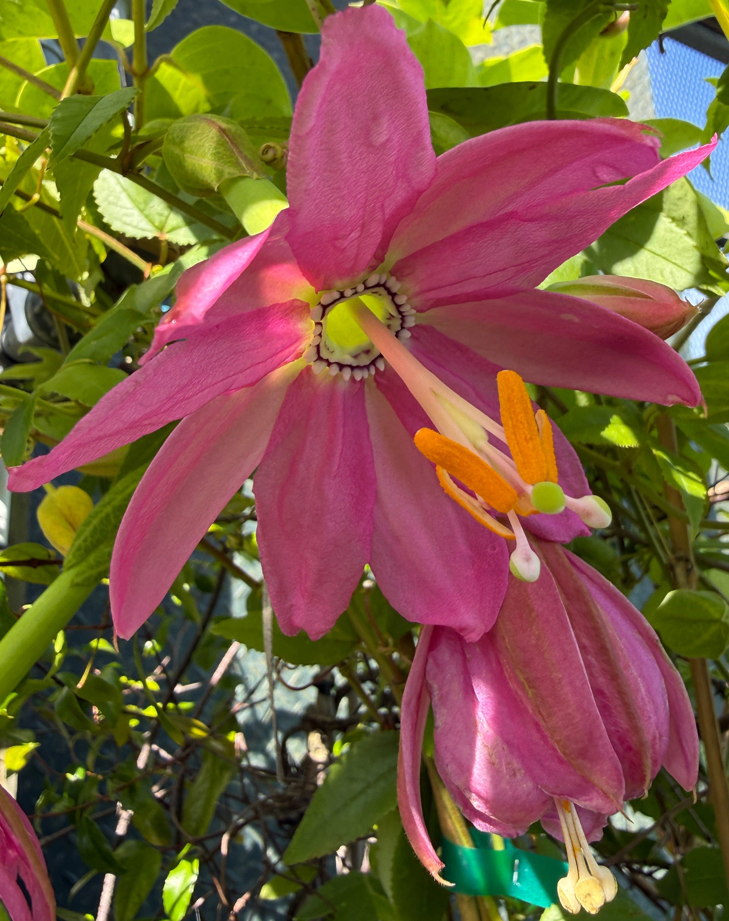 Passiflora 'Ava'