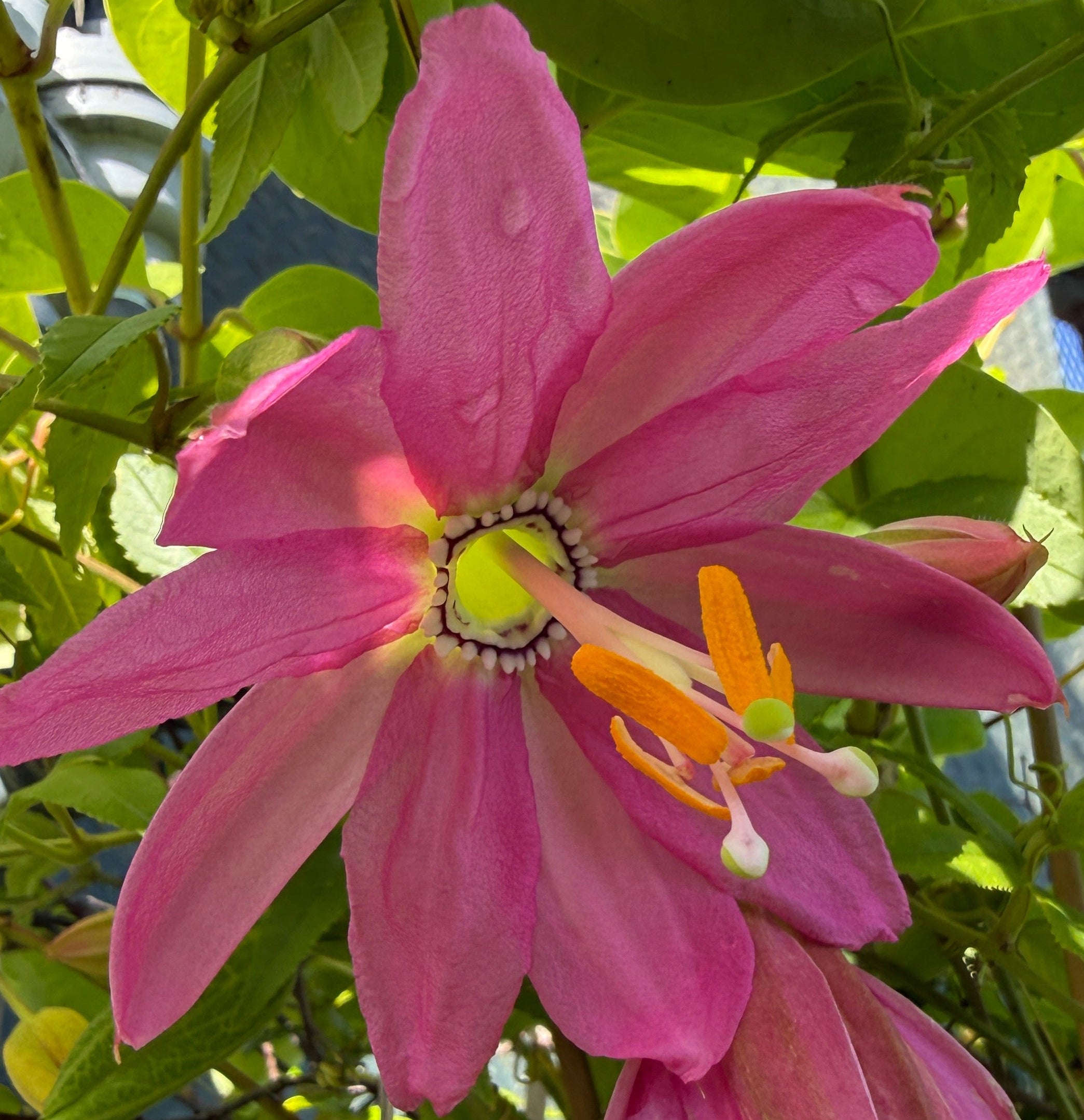 A close-up of a pink passionflower with green leaves and bright yellow-orange stamens in the center.
