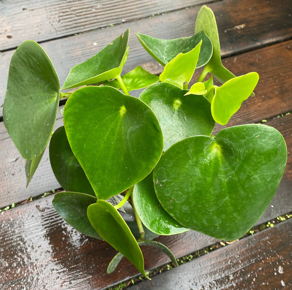 Peperomia polybotrya