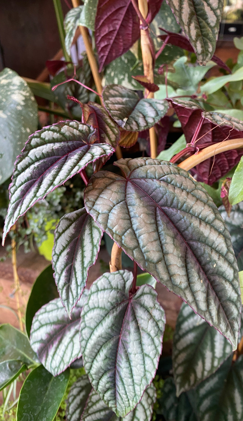 Cissus discolor