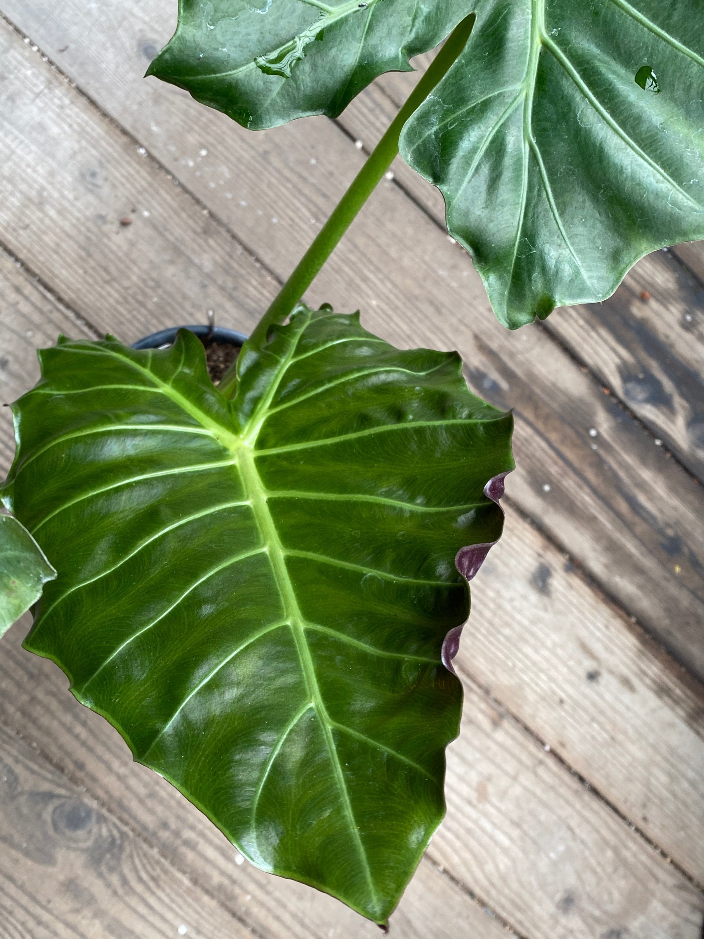 Alocasia 'Mayan Mask'