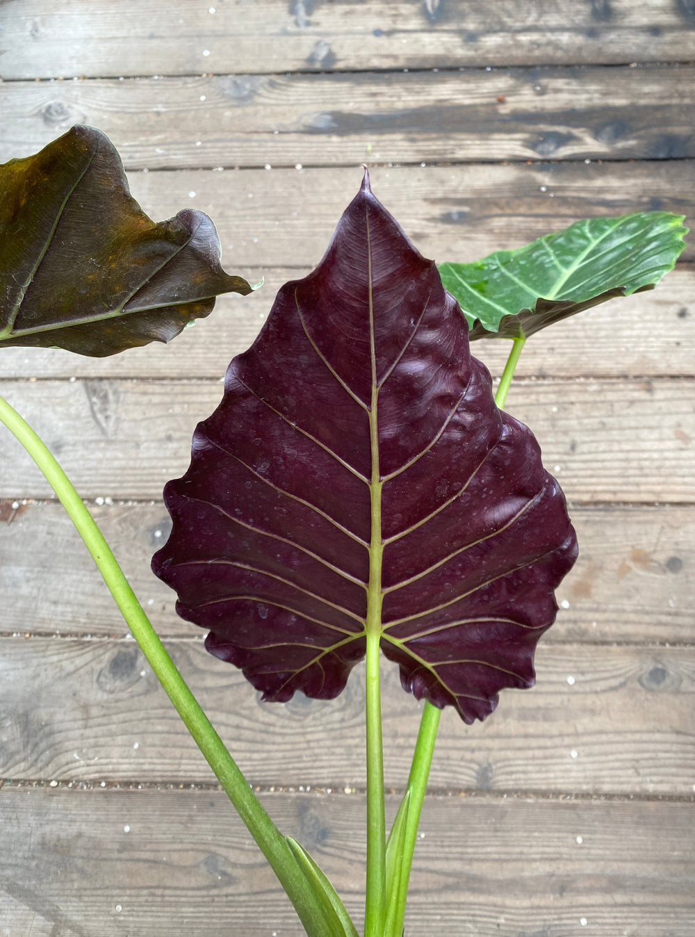 Alocasia 'Mayan Mask'