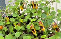 A close-up of a creeping plant with heart-shaped green leaves and small tubular flowers in yellow, orange, and dark reddish-brown, being held by a hand.