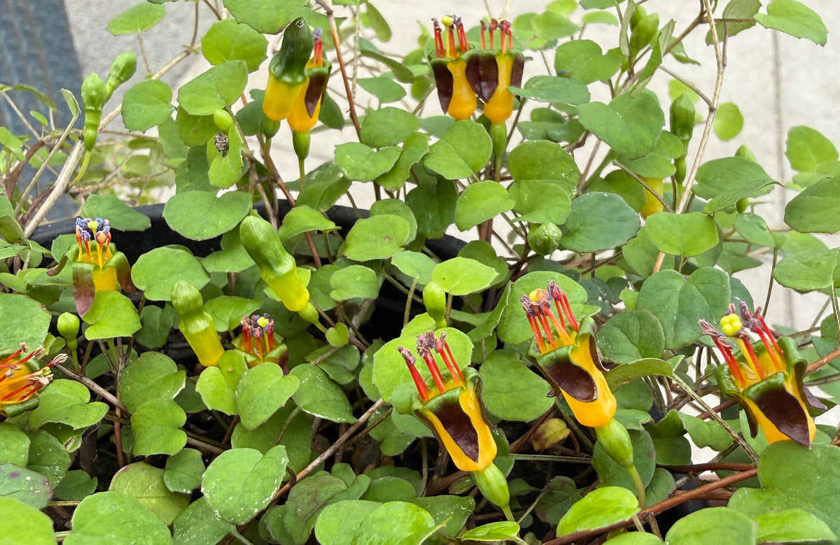 A close-up of a creeping plant with heart-shaped green leaves and small tubular flowers in yellow, orange, and dark reddish-brown, being held by a hand.