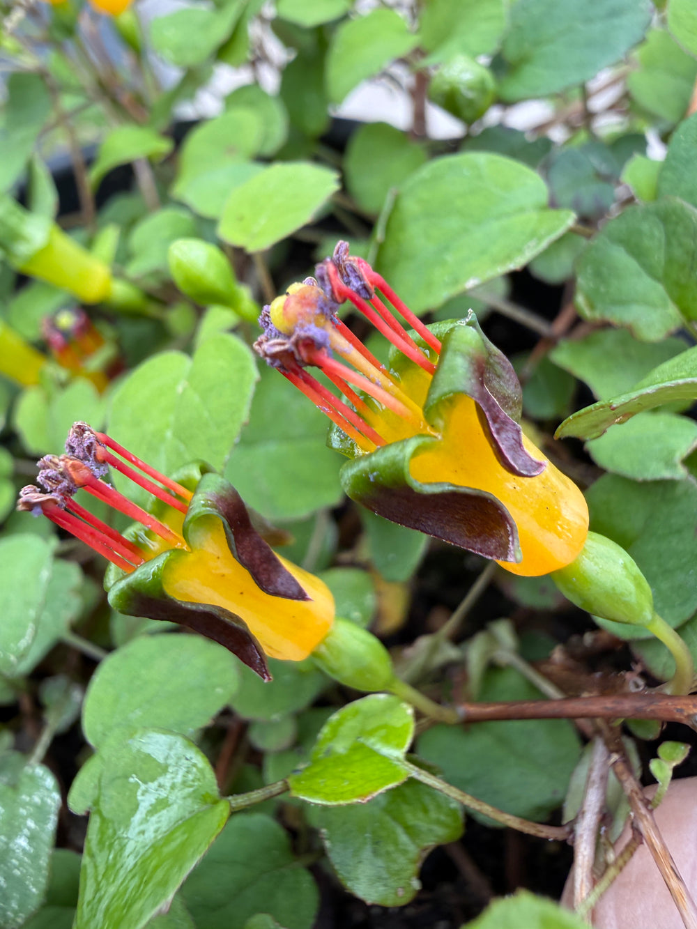 Fuchsia procumbens